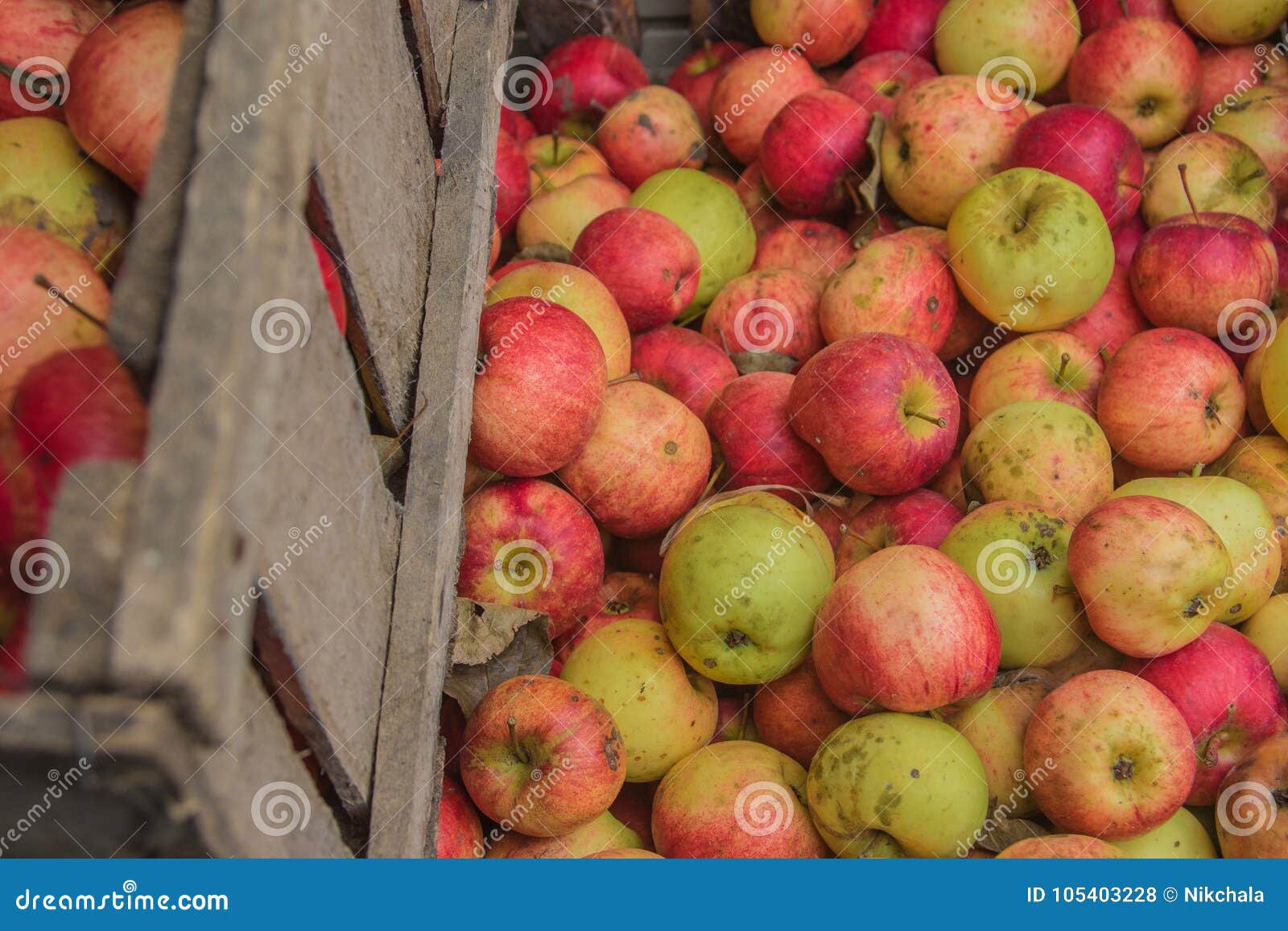 Processing of Apples for Juice Production. Stock Photo Image of beautiful, fruit 105403228