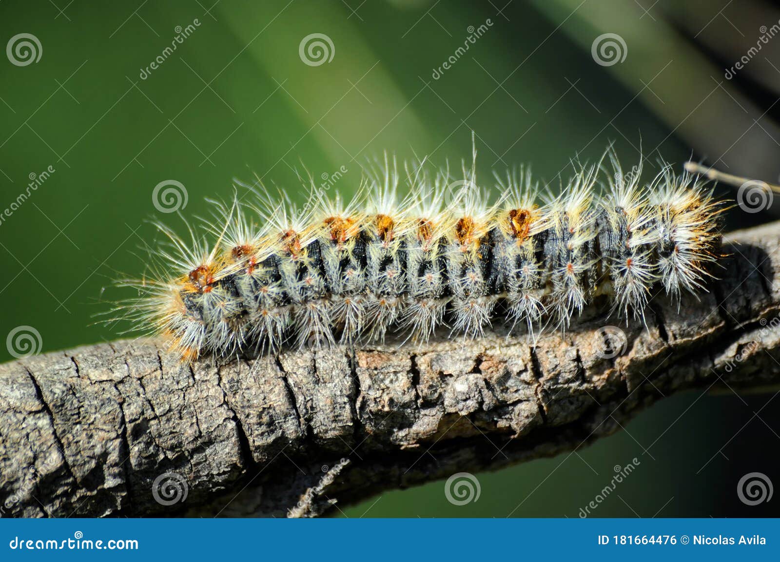 processionary caterpillar climbing the branch