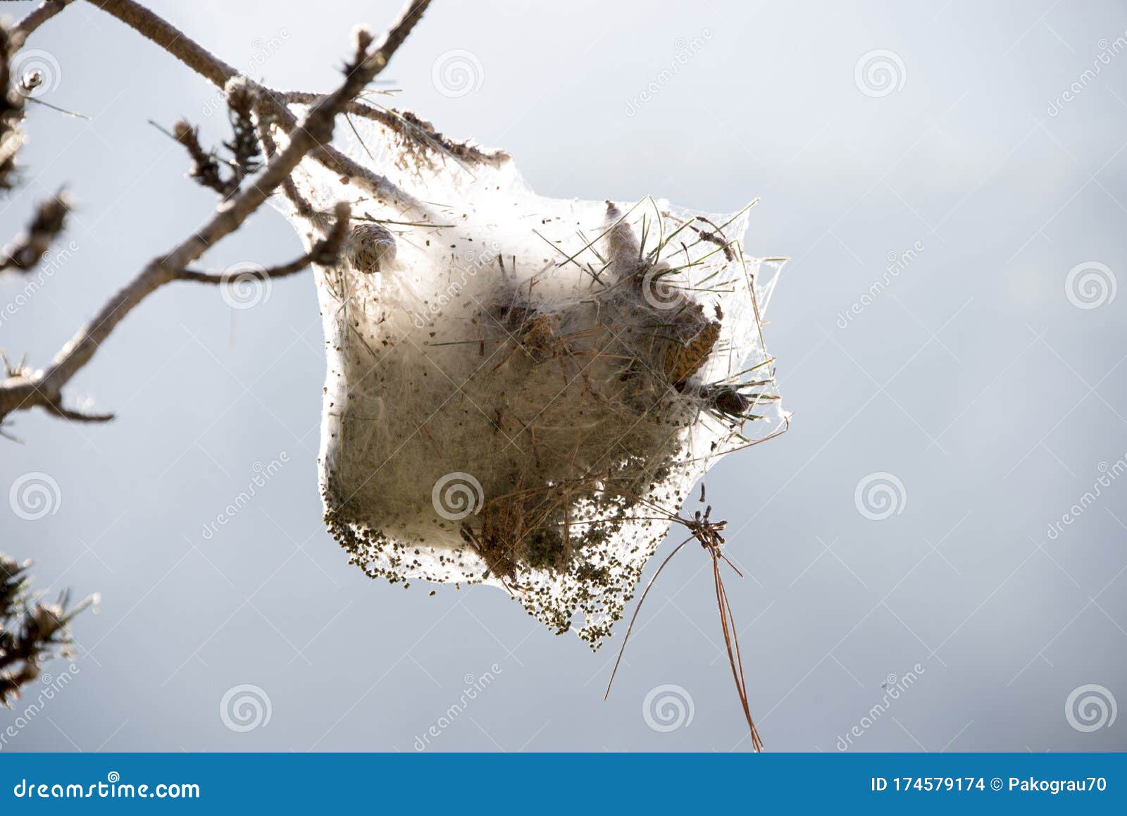 processionary caterpillar nest