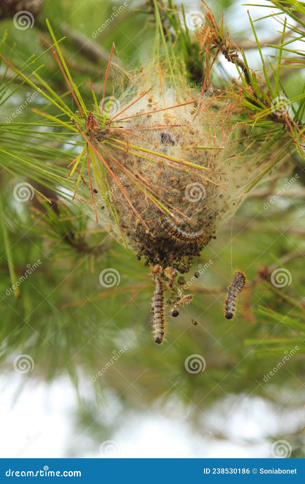 Processionary Worms on Nest on a Pine Tree Stock Photo Image of