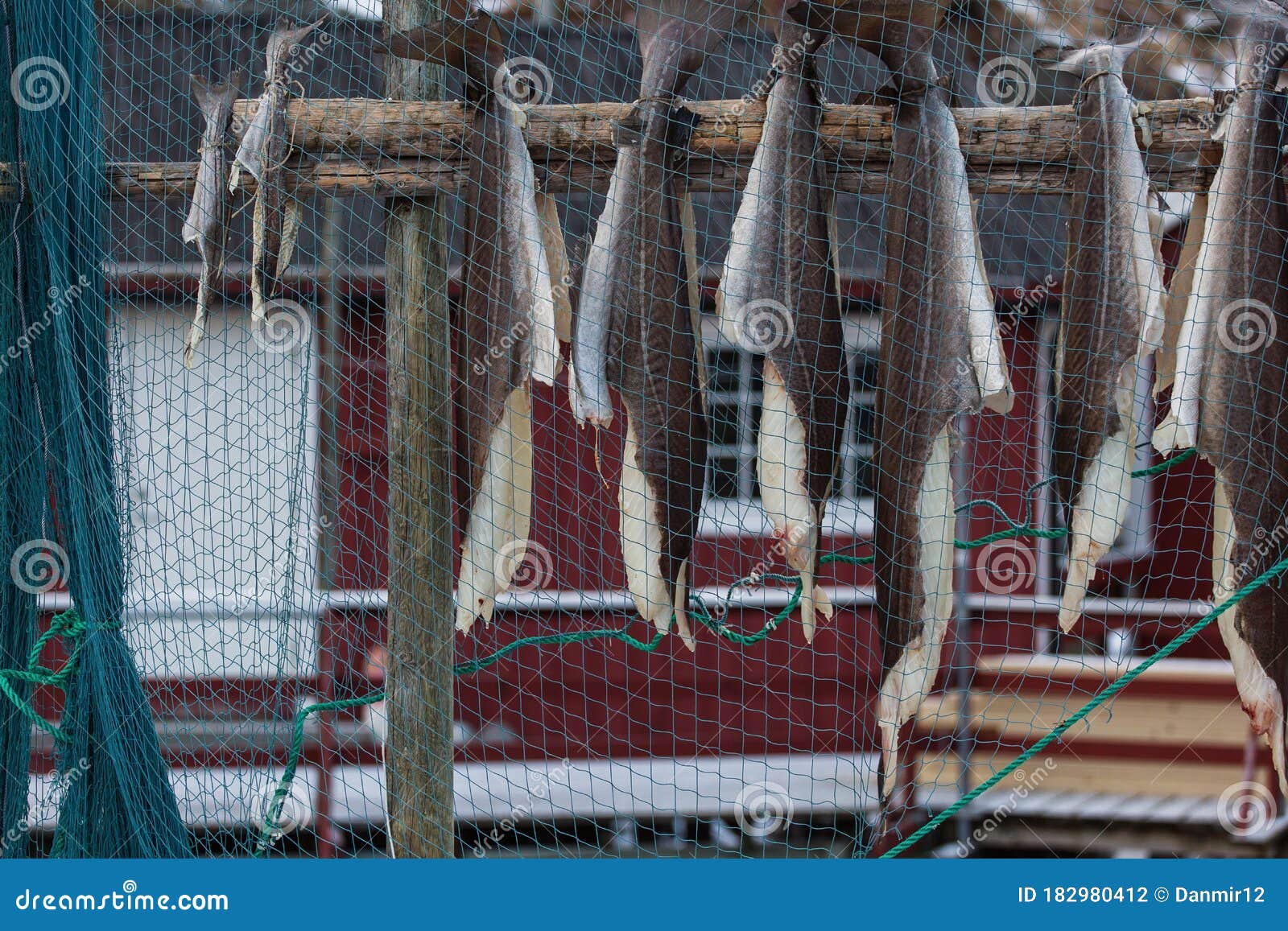 Foto de Bacalhau De Secagem Do Stockfish Na Vila Piscatória De Nusfjord Em  Noruega e mais fotos de stock de Noruega - iStock
