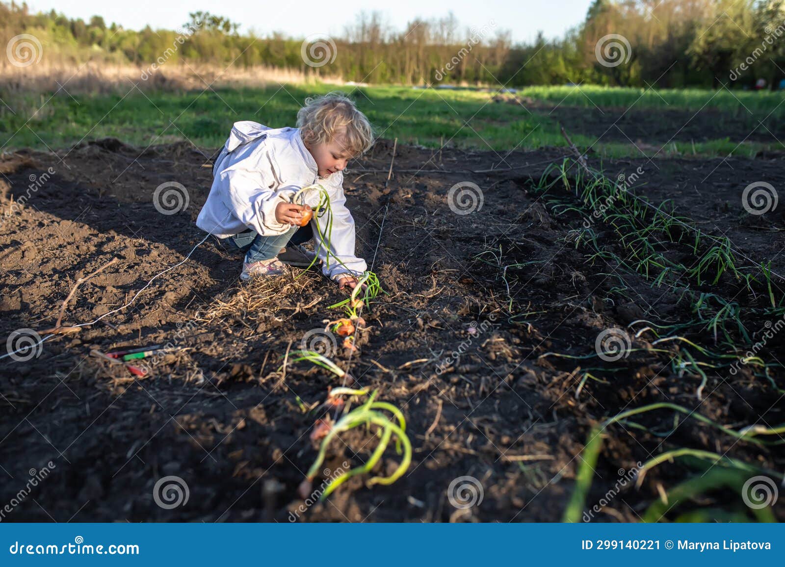 Cultiver des Oignons - Semis Plantation Culture et Récolte