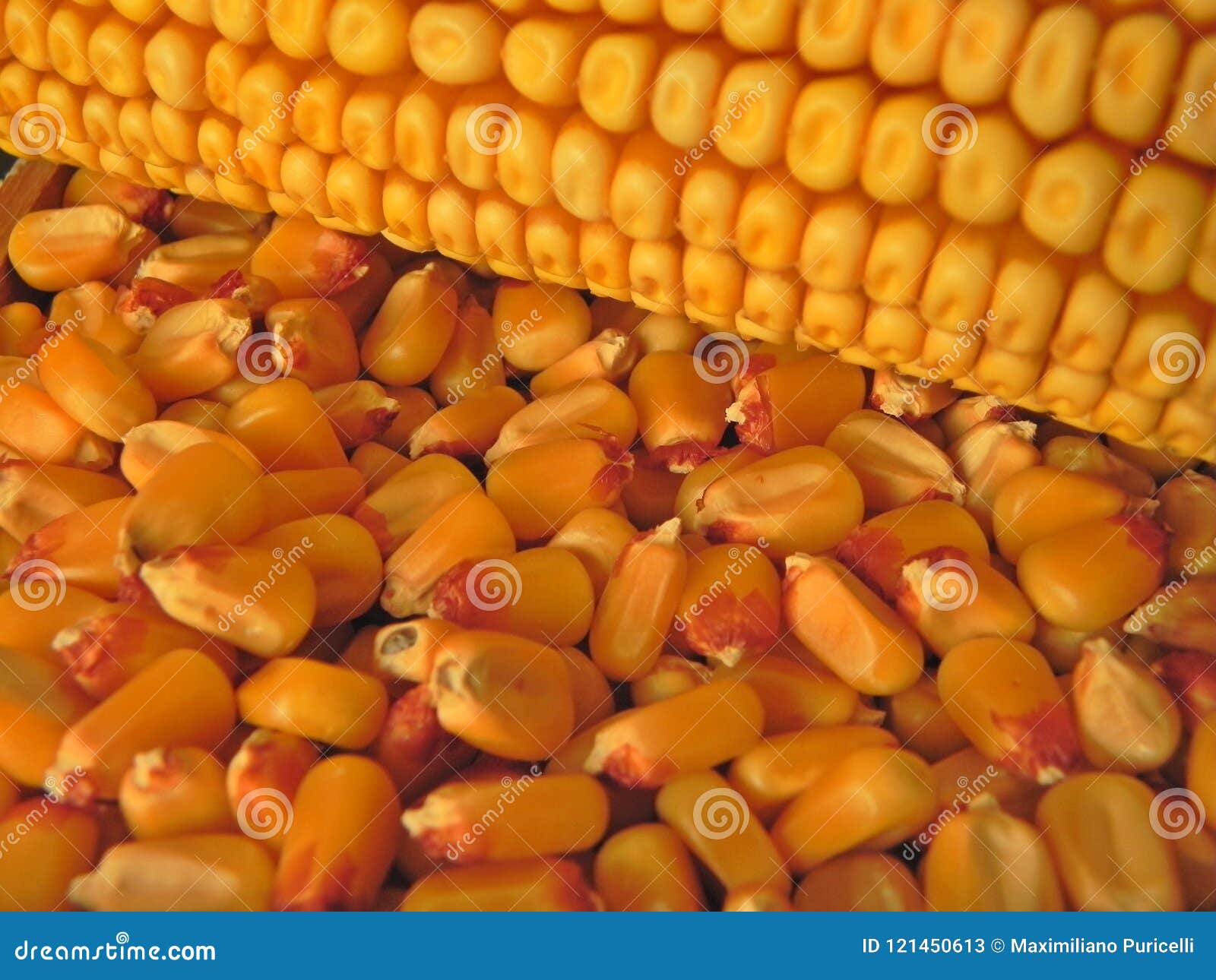 ear and corn seed