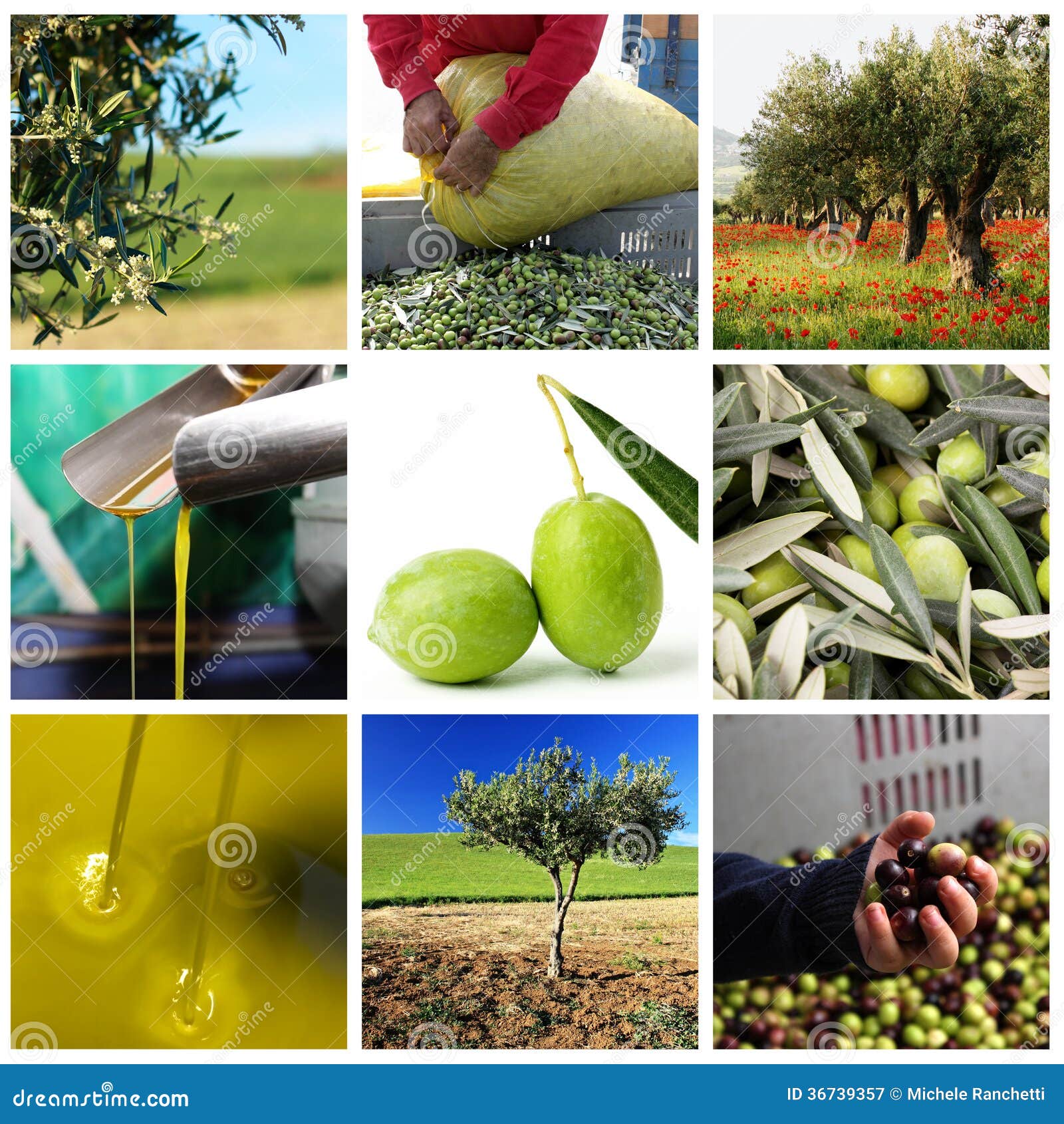 Production of olive oil stock image. Image of good, olives 36739357
