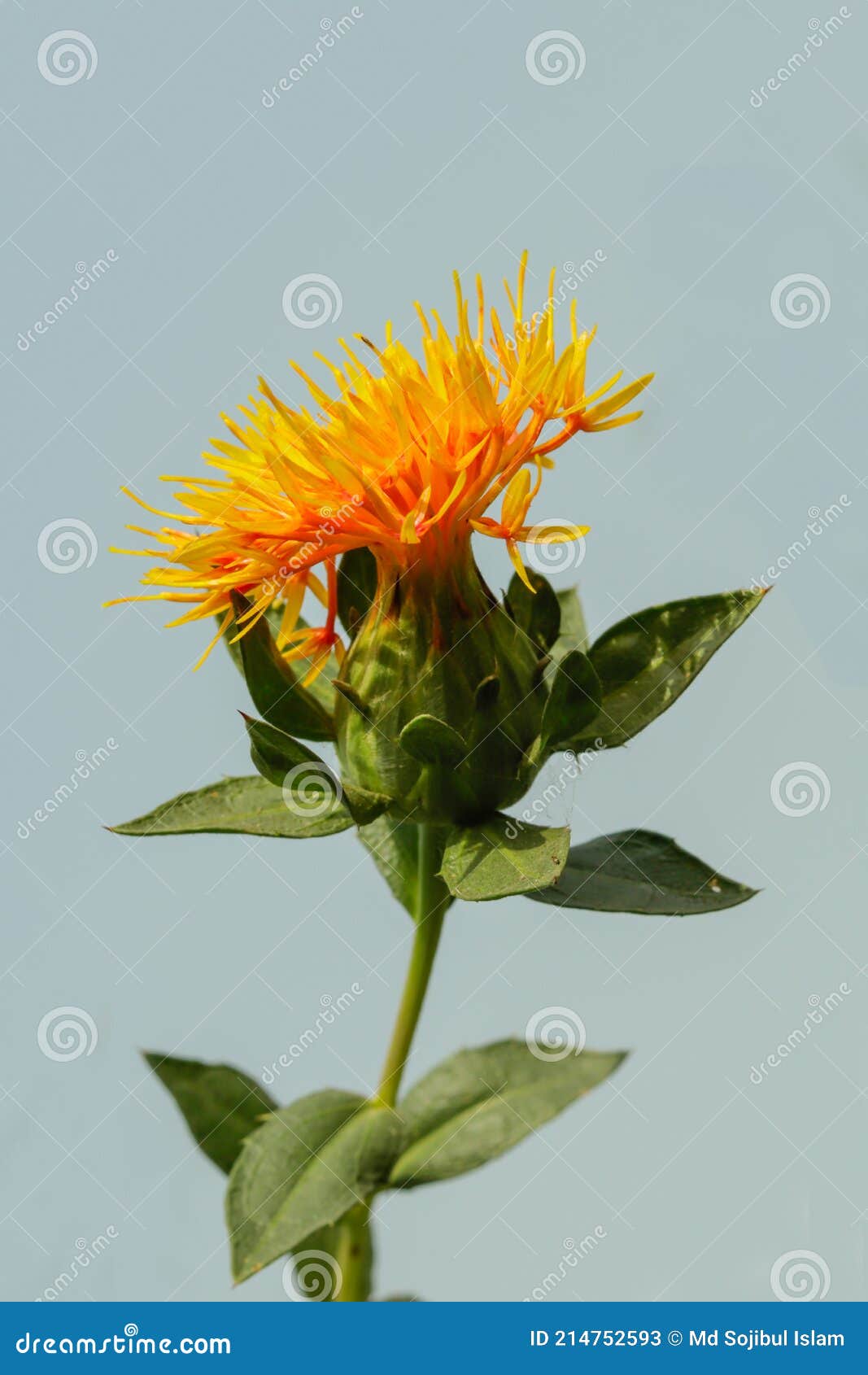 2,500+ Safflower Stock Photos, Pictures & Royalty-Free Images