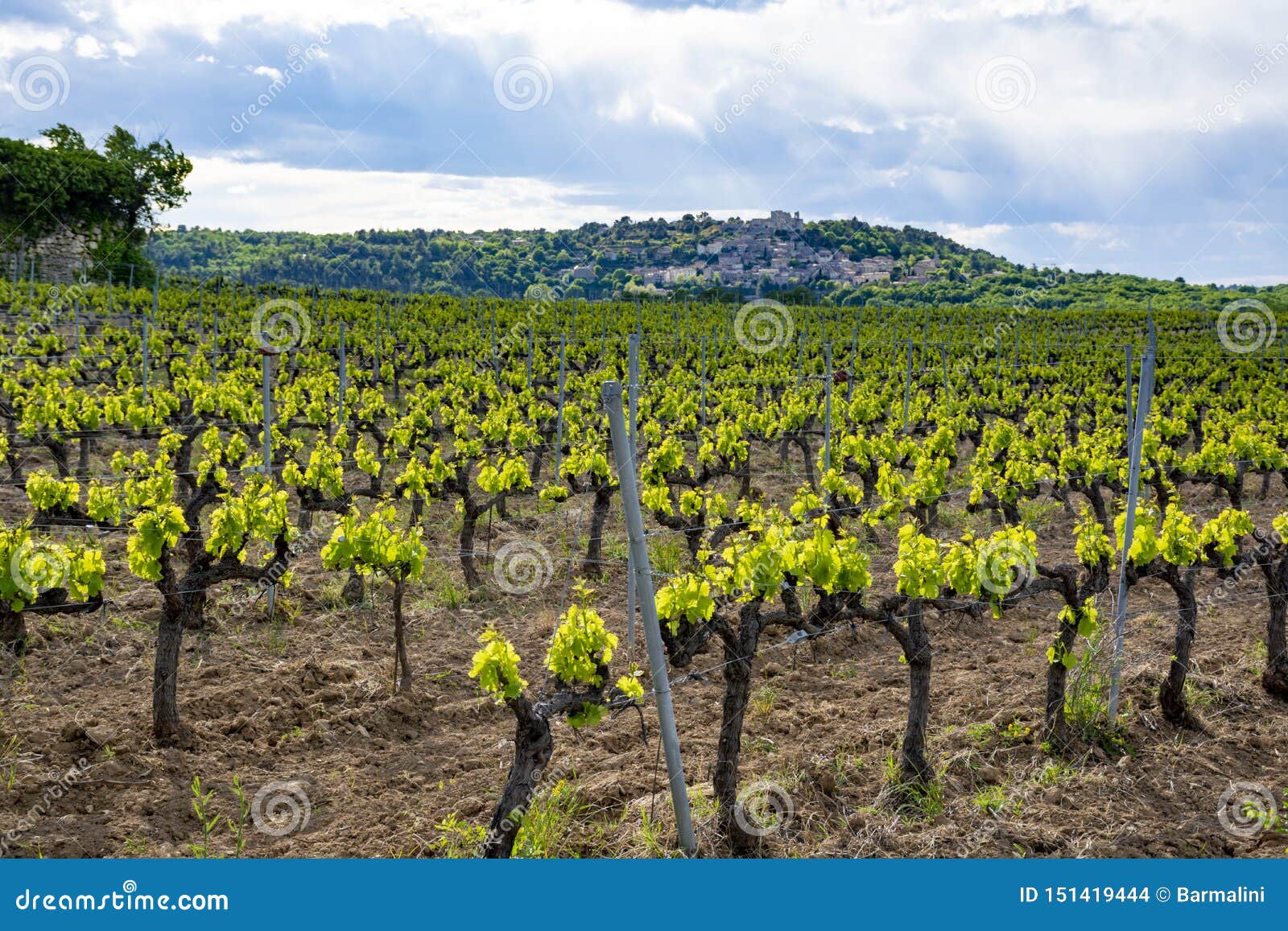 Production of Rose, Red and White Wine Near Small Town Lacoste in Provence,  South of France, Vineyard in Early Summer Arkivfoto - Bild av druva,  liggande: 151419444