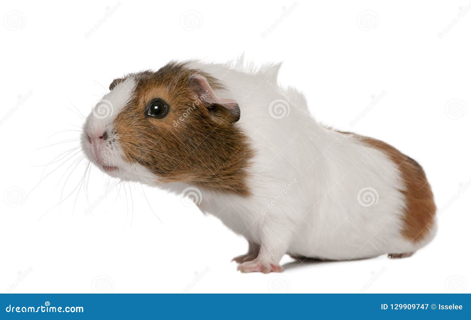 Overeenkomend Ontbering Ondergedompeld Proefkonijn, Cavia-porcellus, Voor Witte Achtergrond Stock Afbeelding -  Image of volledig, bruin: 129909747