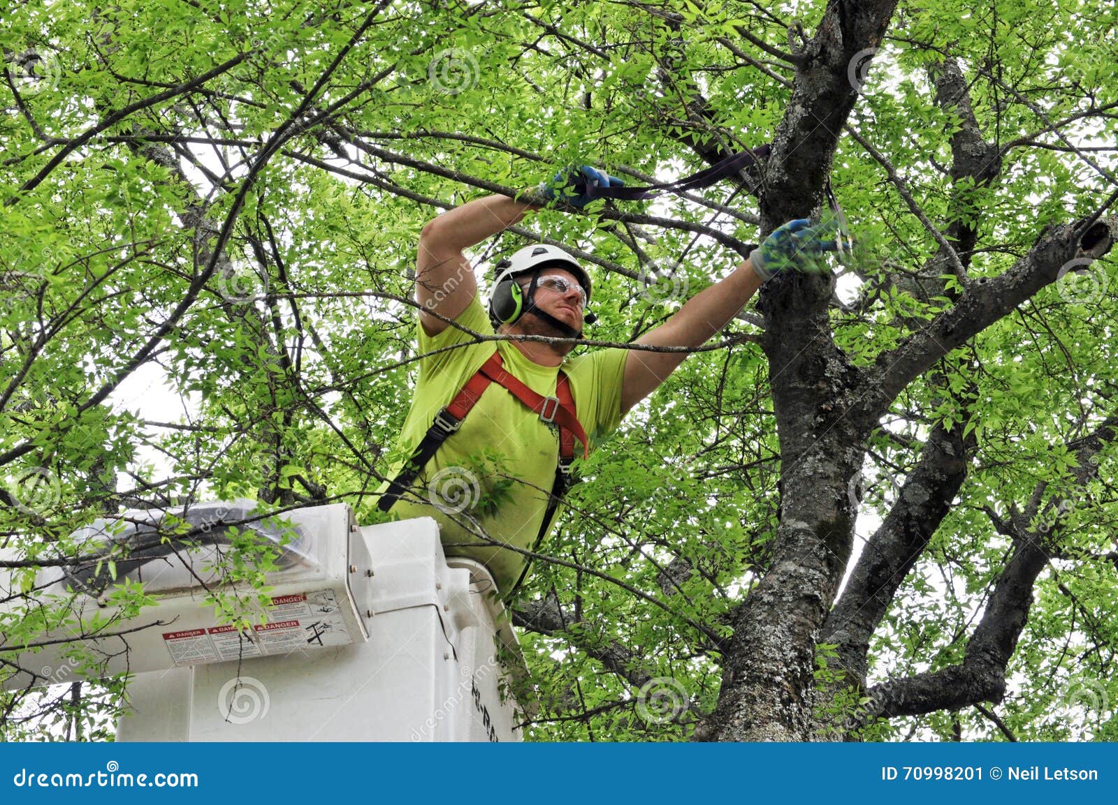 professional arborist working in crown of large tree