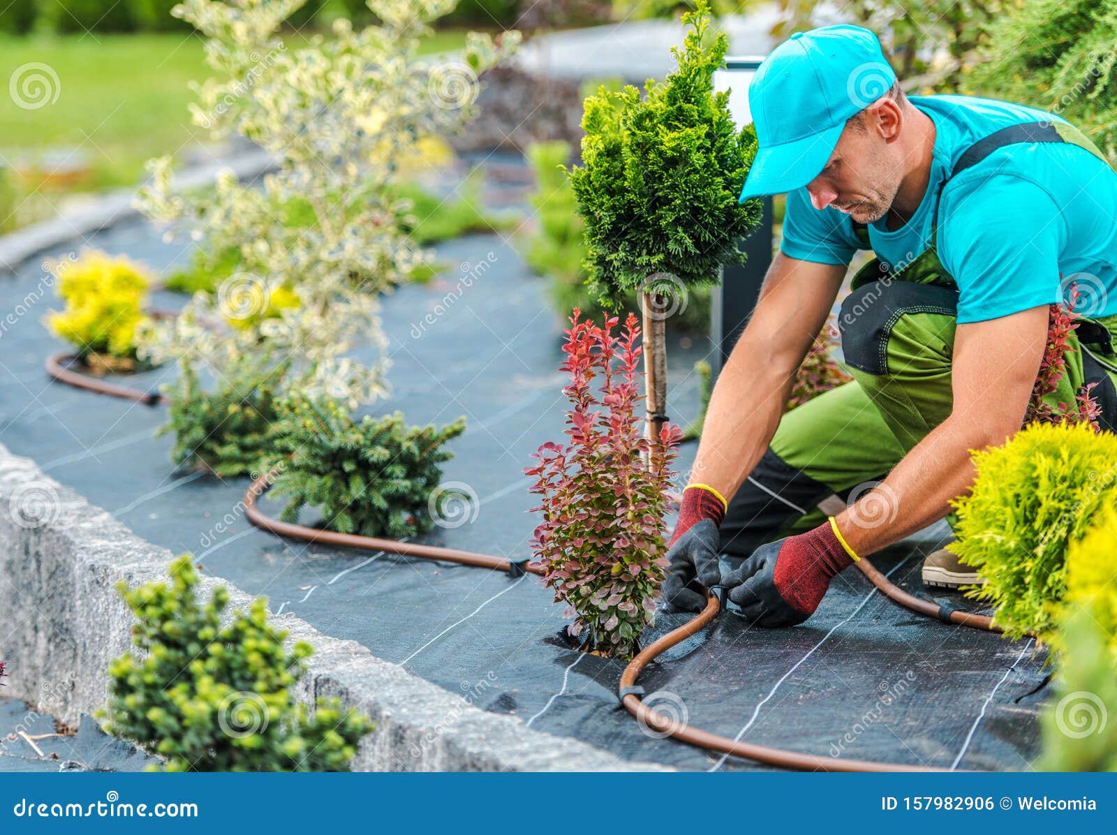 plants irrigation system