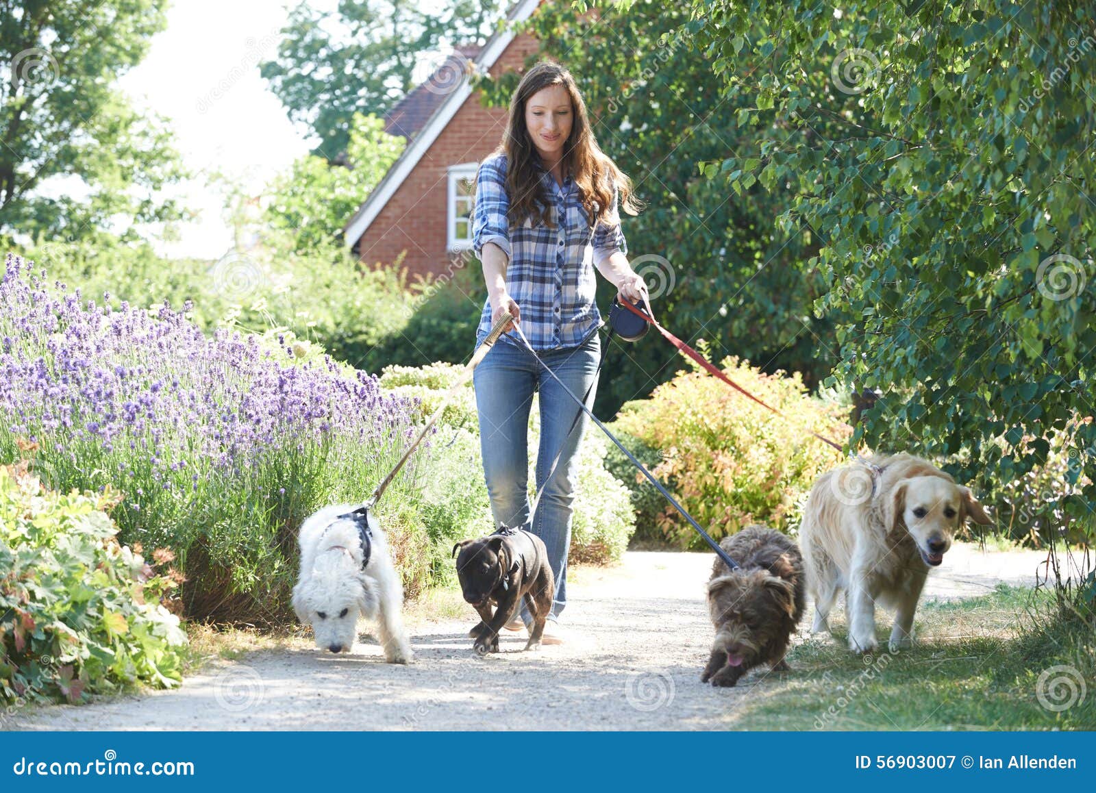 Professional Dog Walker Exercising Dogs in Park Stock Image Image of