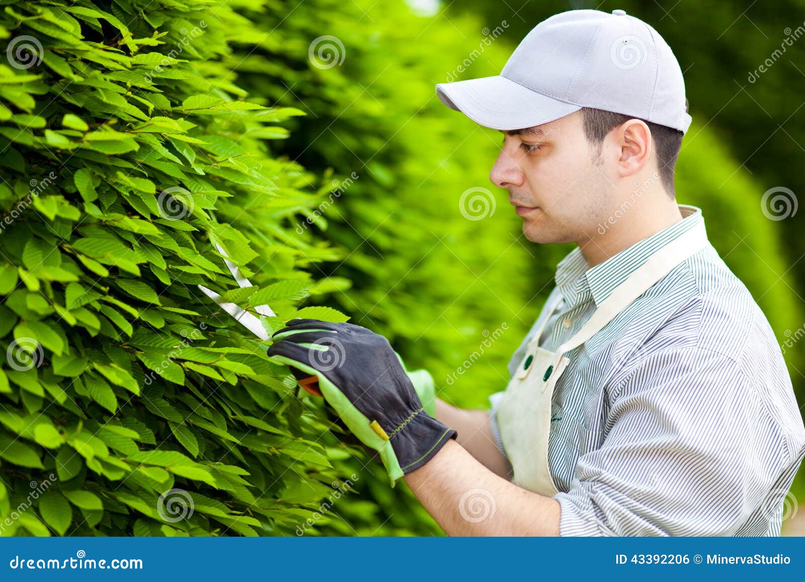 Professional Gardener Pruning an Hedge Stock Photo Image of hobby