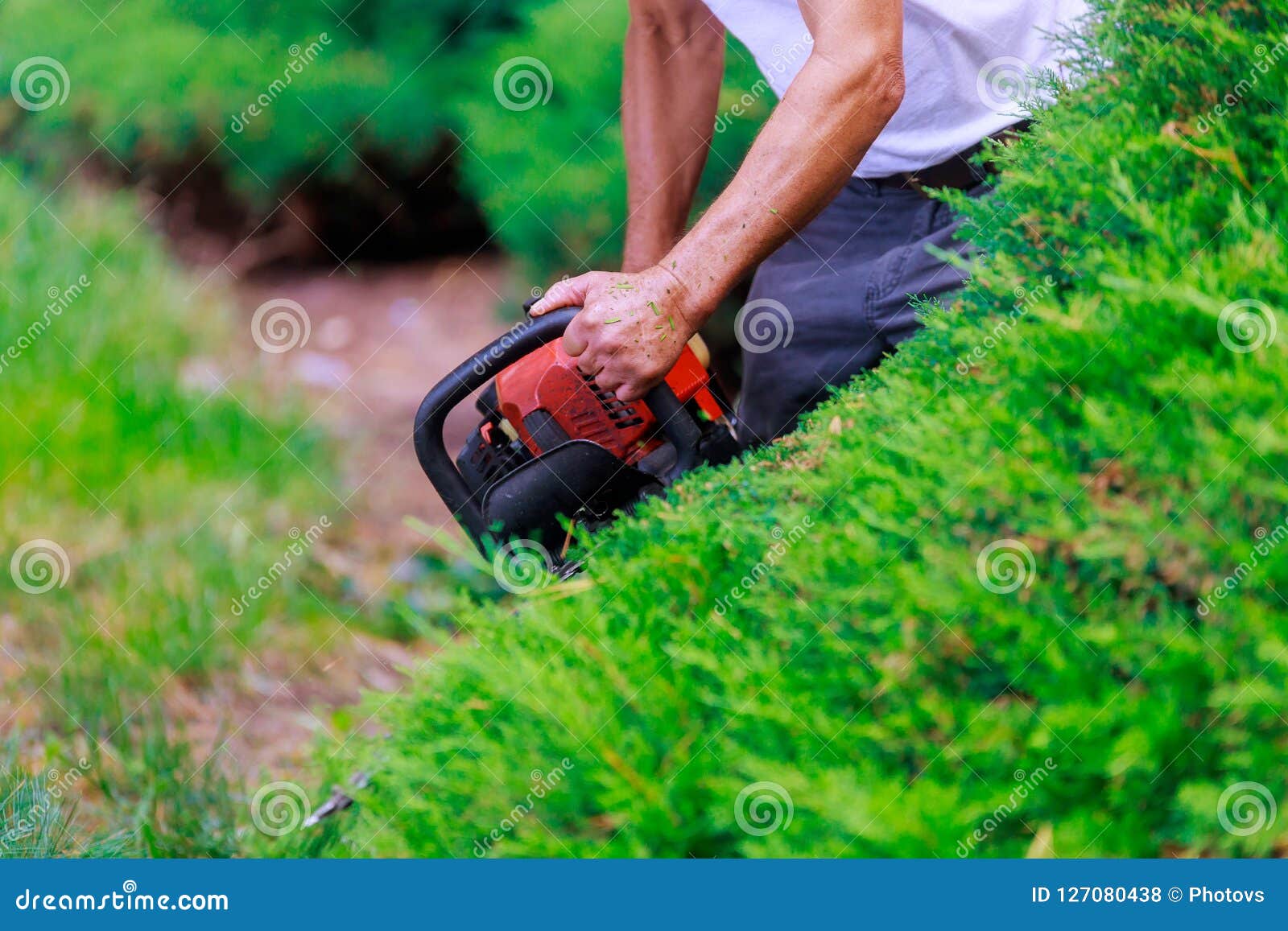 Professional Gardner Dressed with Safety an Hedge Using Trimmer Stock