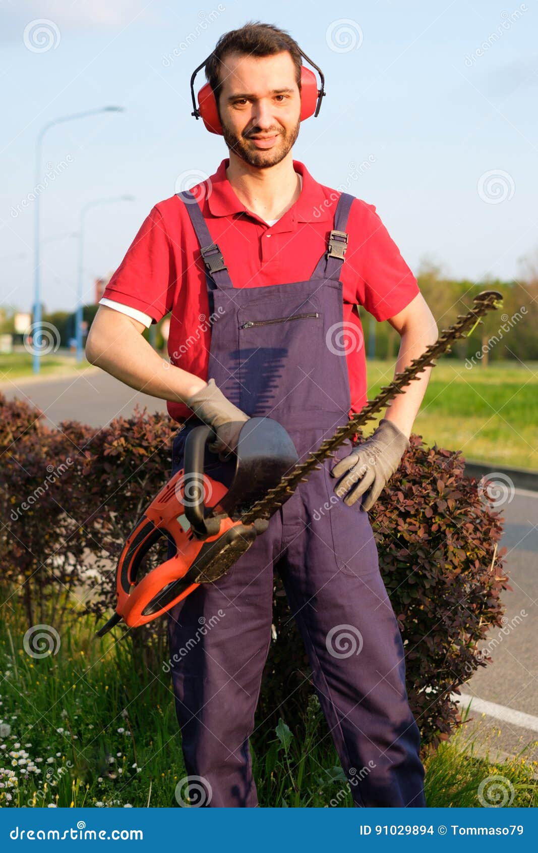 Professional Gardner Using an Hedge Trimmer Stock Photo Image of care