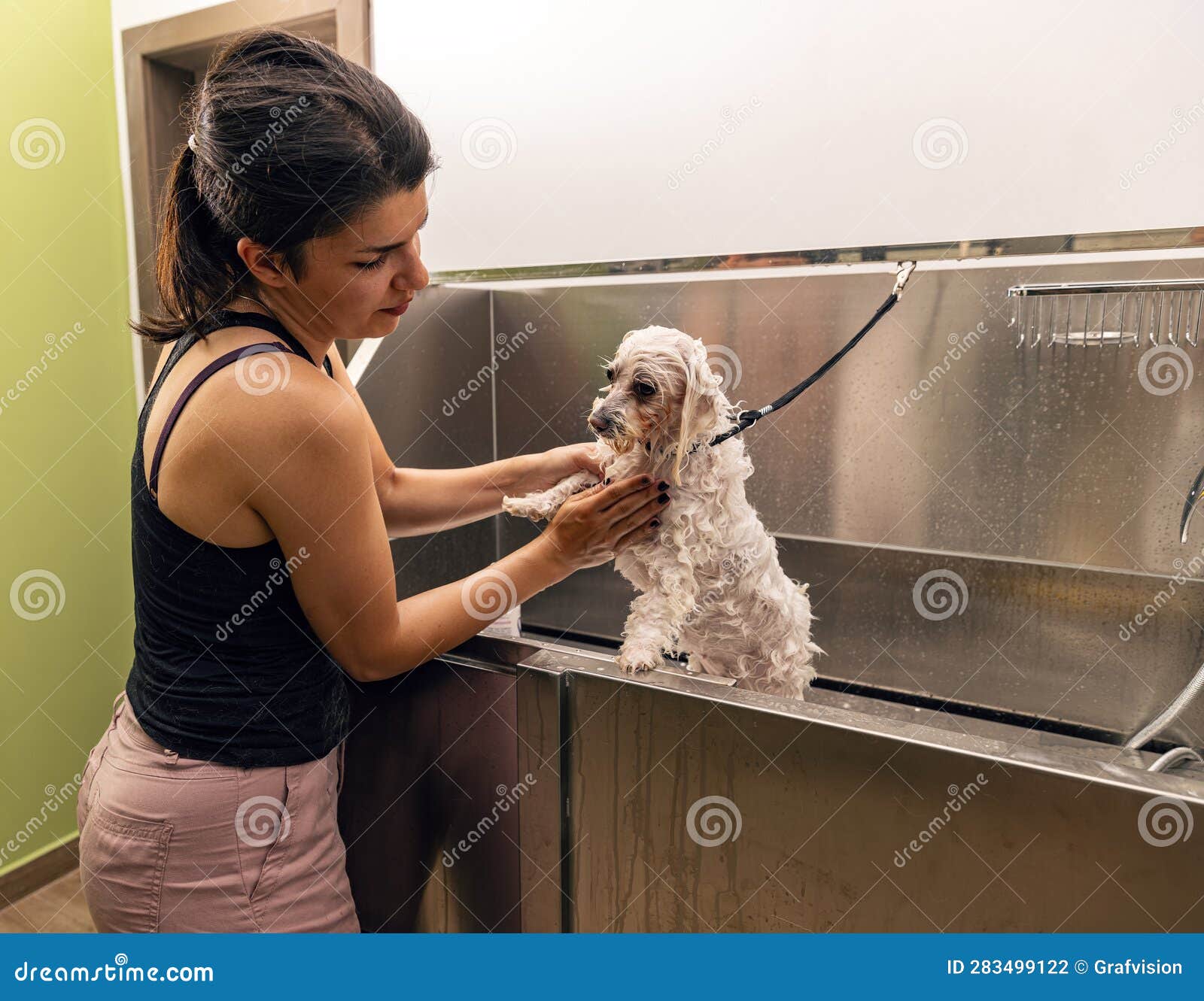 Professional Groomer Washing the Dog Stock Photo Image of hair, breed