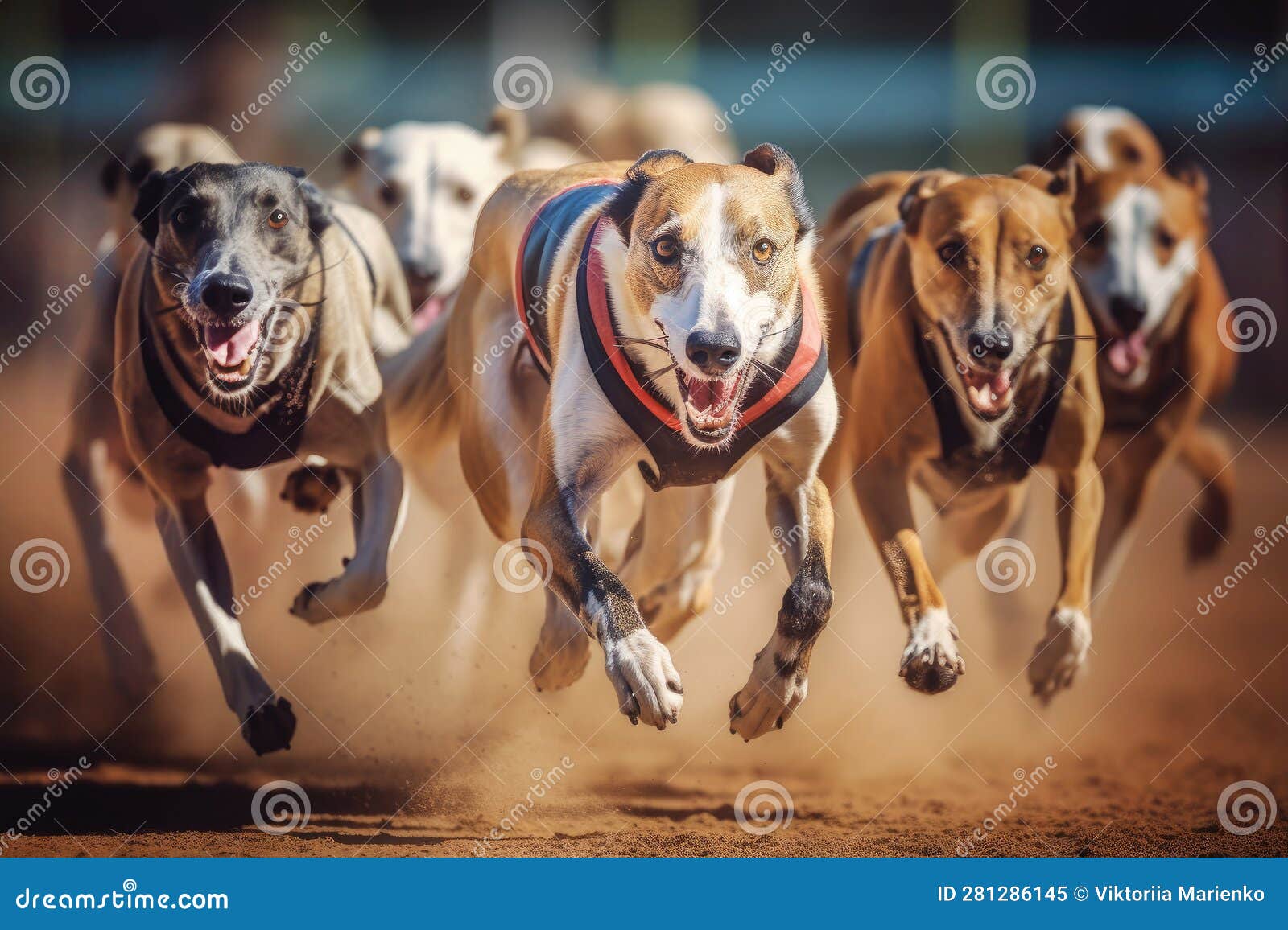 Professional Hound Dog Racing Close Up Stock Illustration
