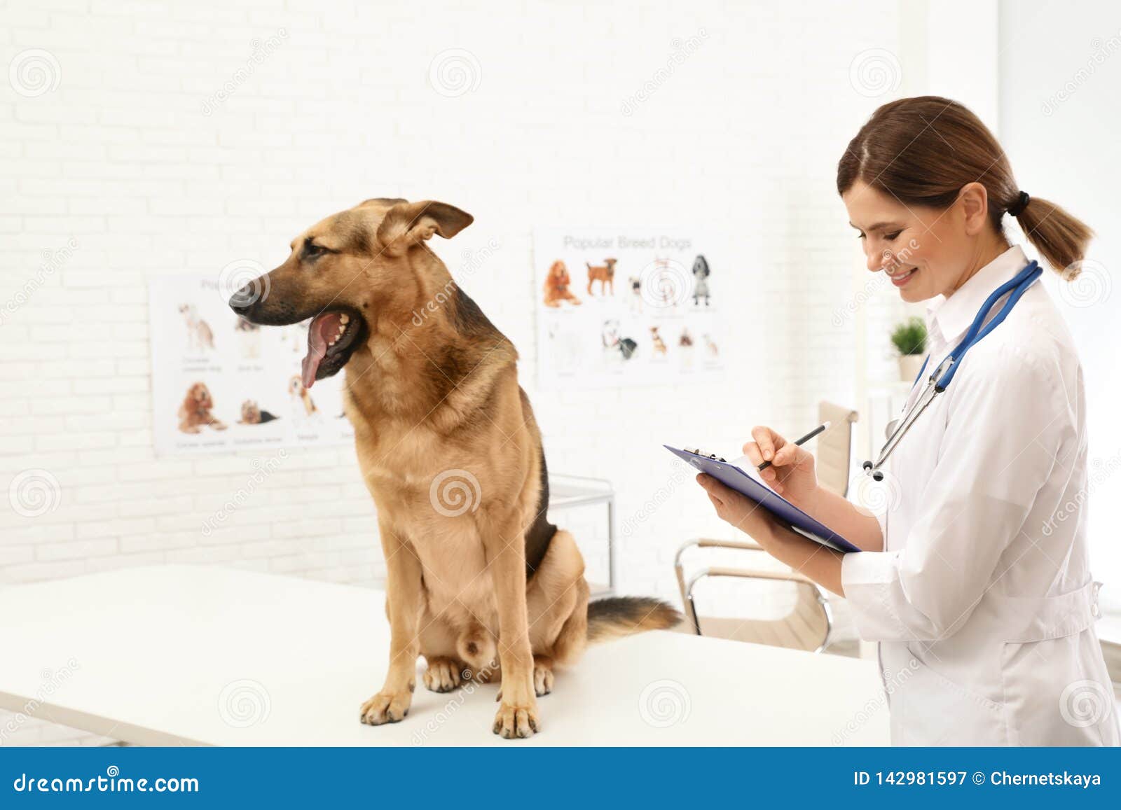 Professional Veterinarian Examining German Shepherd Dog Stock Image