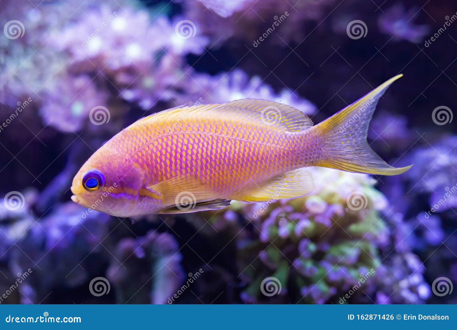 Profil Détaillé Anthias D'ailes Bleues Poissons Tropicaux En Jaune Et Rose  Dans Un Réservoir De Poissons Photo stock - Image du détail, mignon:  162871426