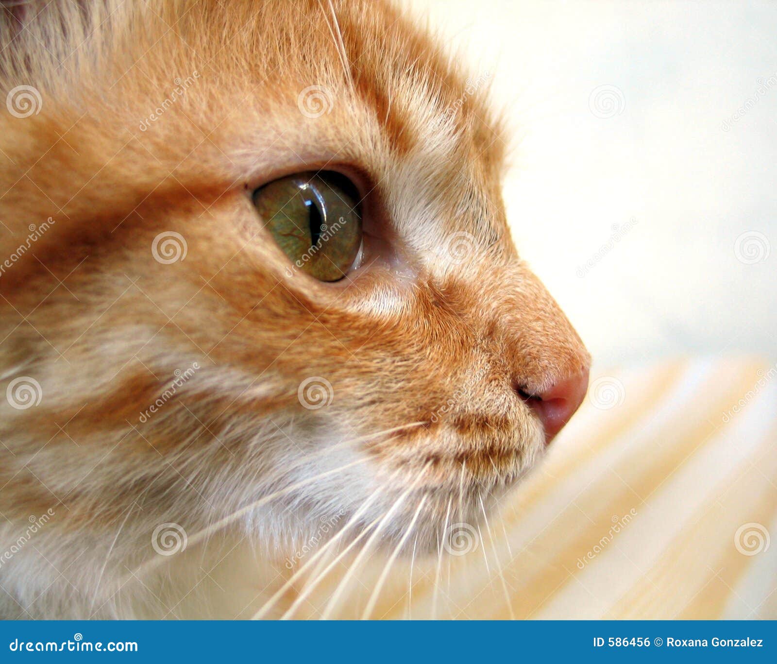 Profil De Chat Photo Stock Image Du Race Couleur Oeil