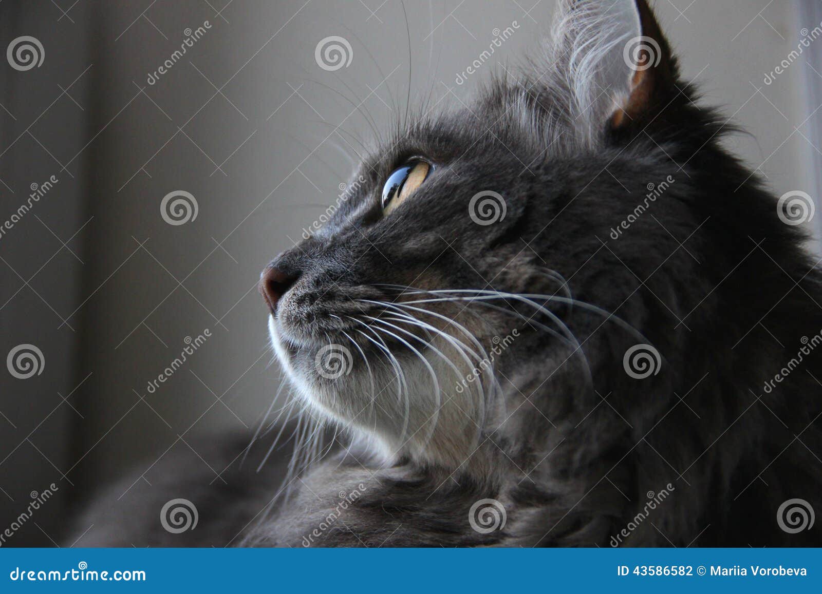 Profil De Chat Mignon Photo Stock Image Du Chat Profil