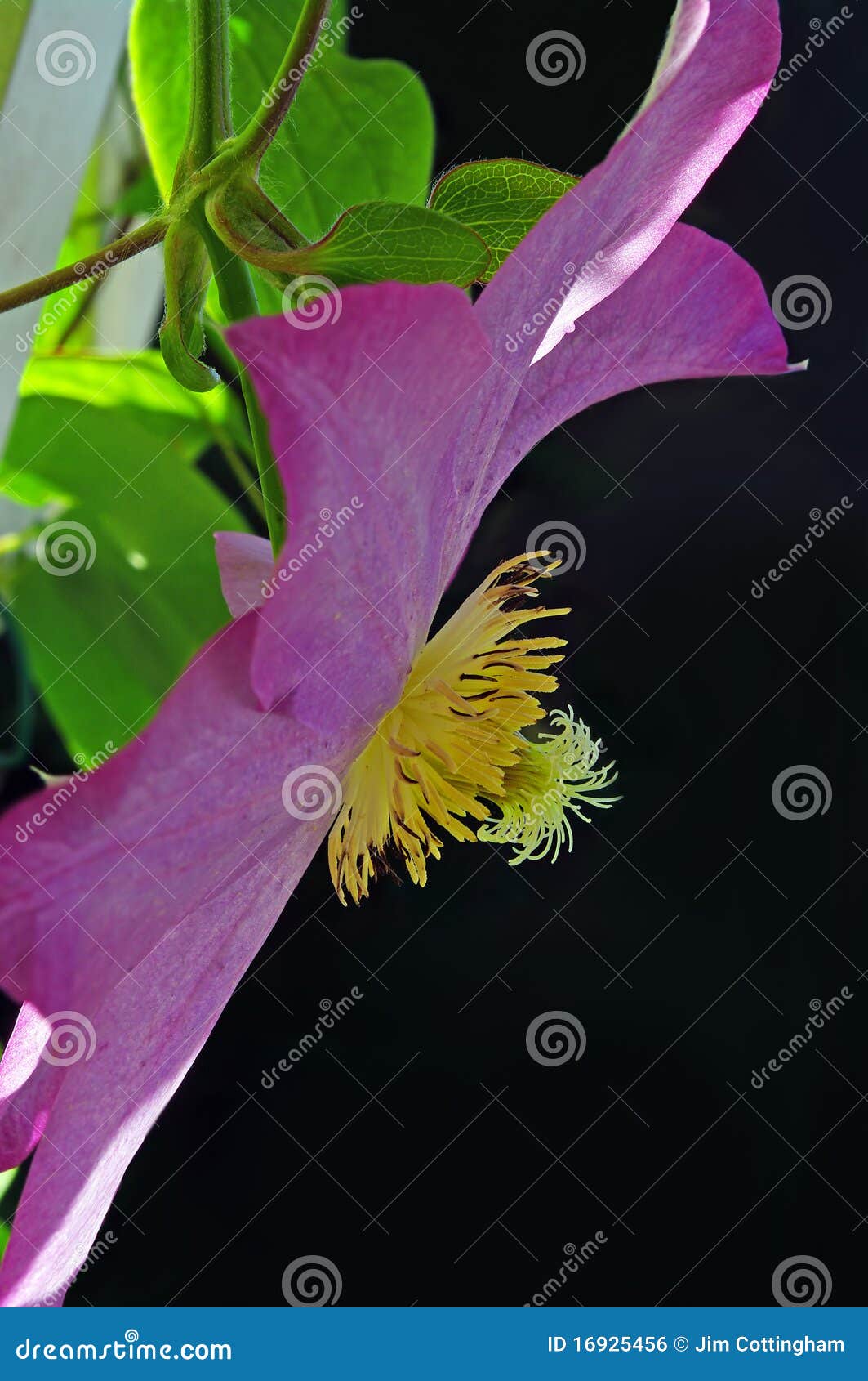 Profil De Fleur De Clematis Photo stock - Image du intérieur, filament ...