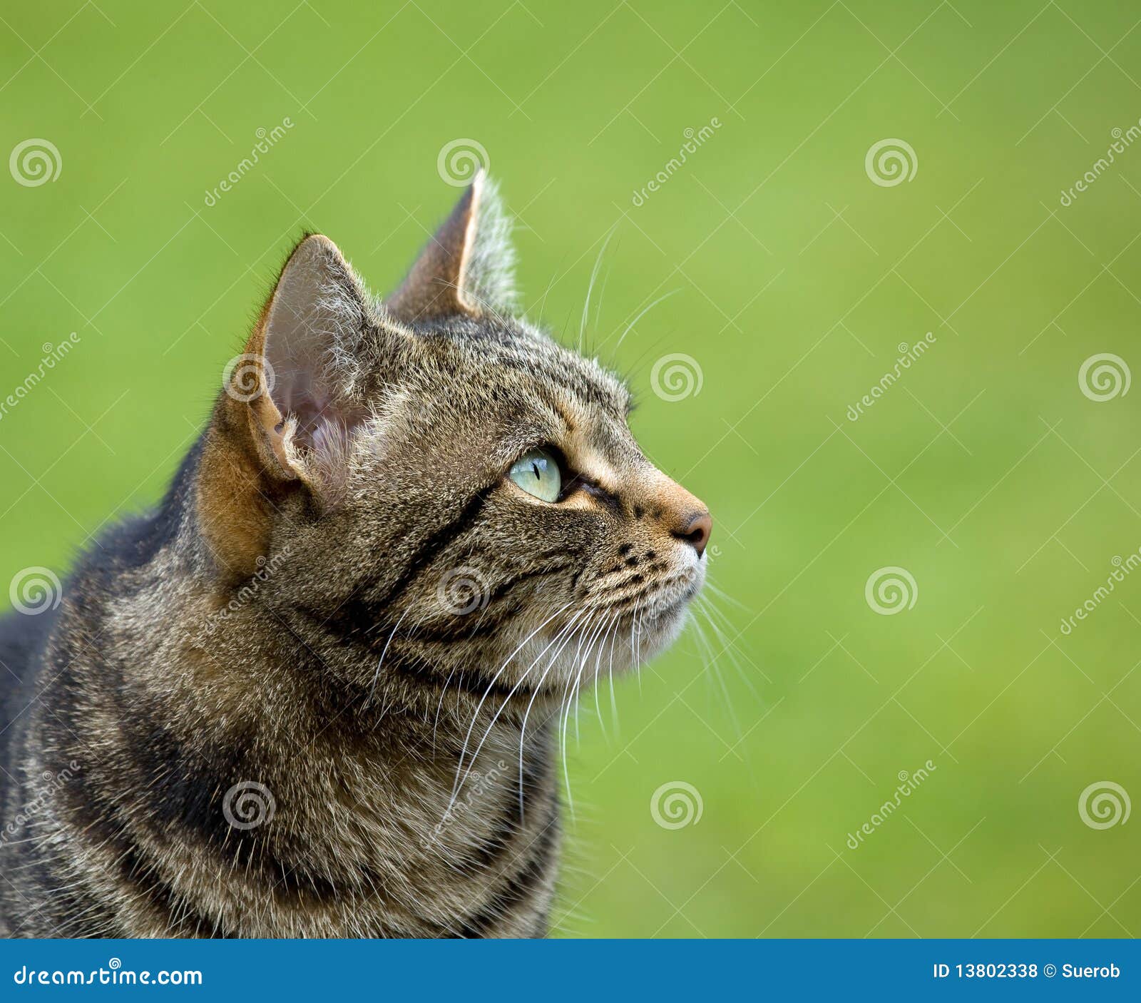 Profil De Tete De Chat De Tabby Photos Libres De Droits Et Gratuites De Dreamstime