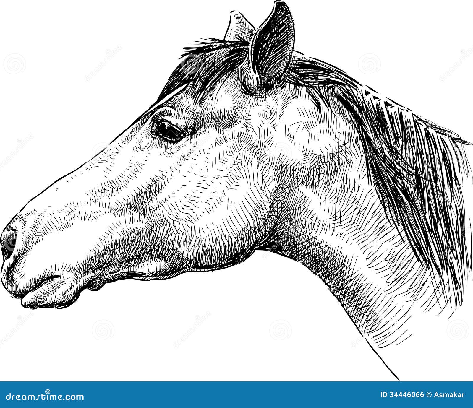 Profil De Tete De Cheval Illustration De Vecteur Illustration Du Museau 34446066