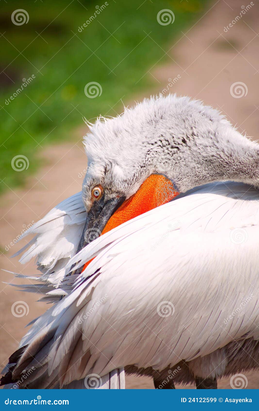 4x Pelikan Haken Edelstahl 316 - Bootszubehör Für Sicherheitsleinen