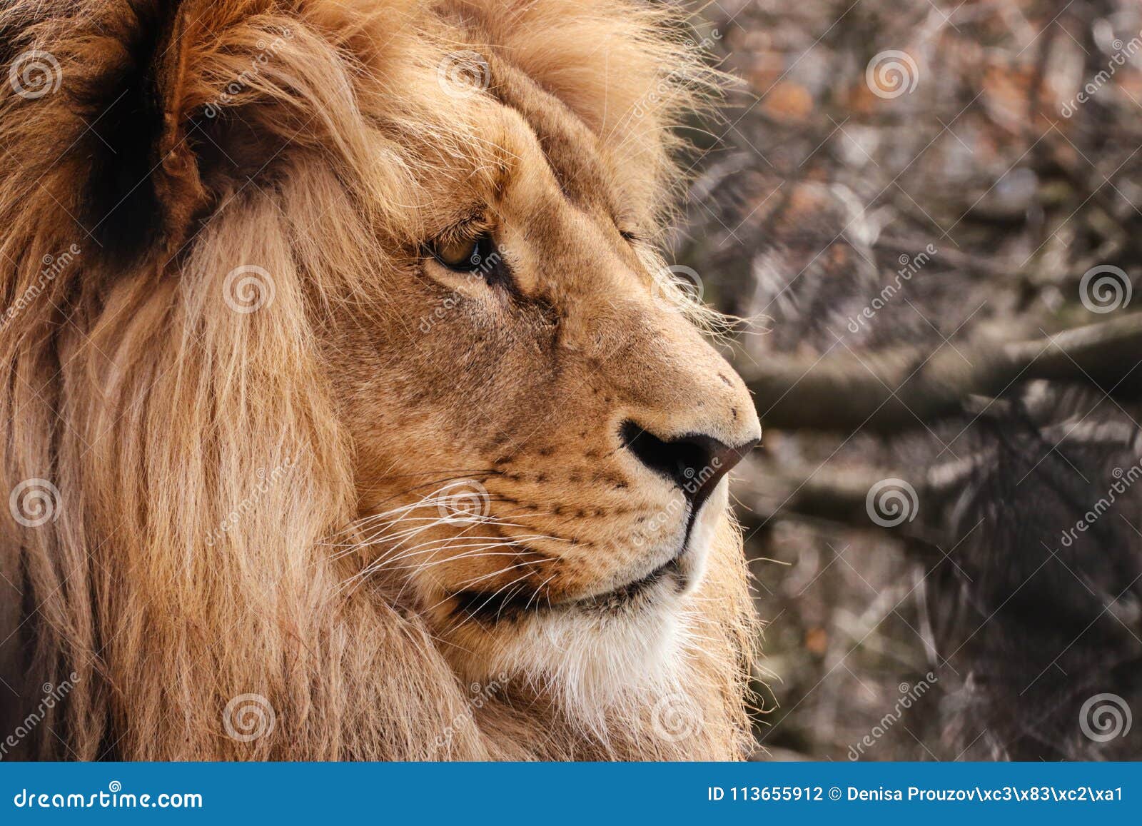 profil face lion in autunm colour