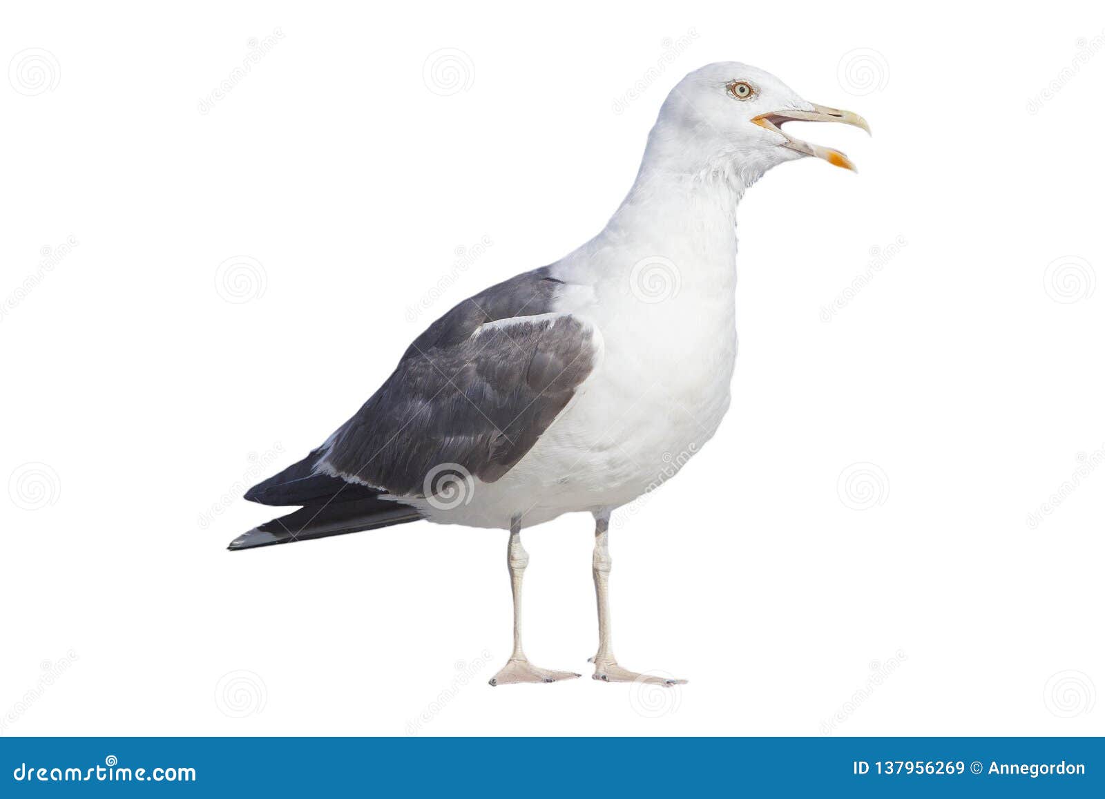 profile of angry seagull on white background