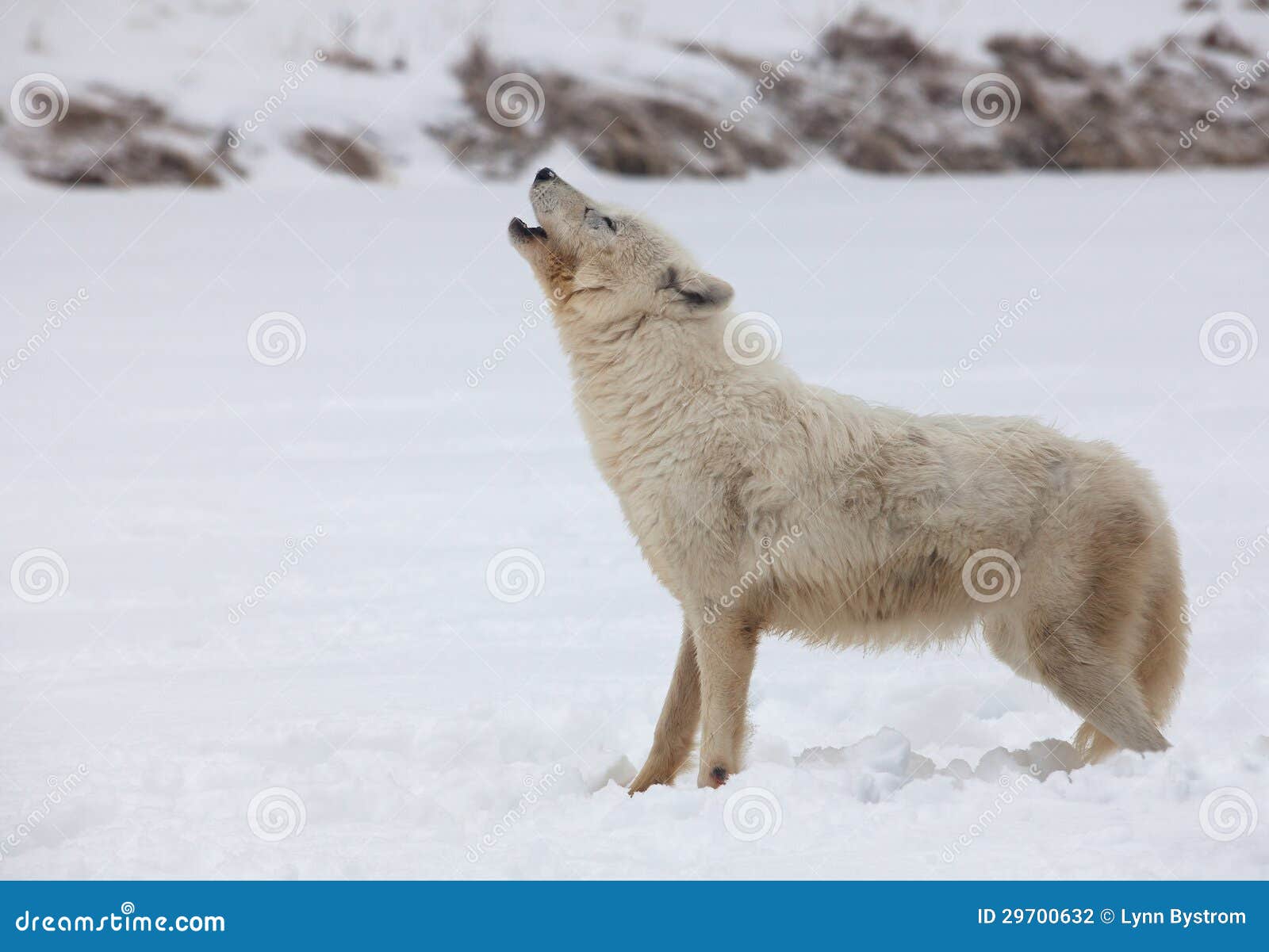 arctic wolf howling arctic wolf howling