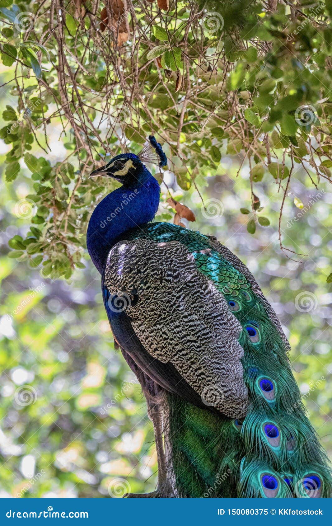 Peacock in a tree stock image. Image of colorful, bird - 150080375