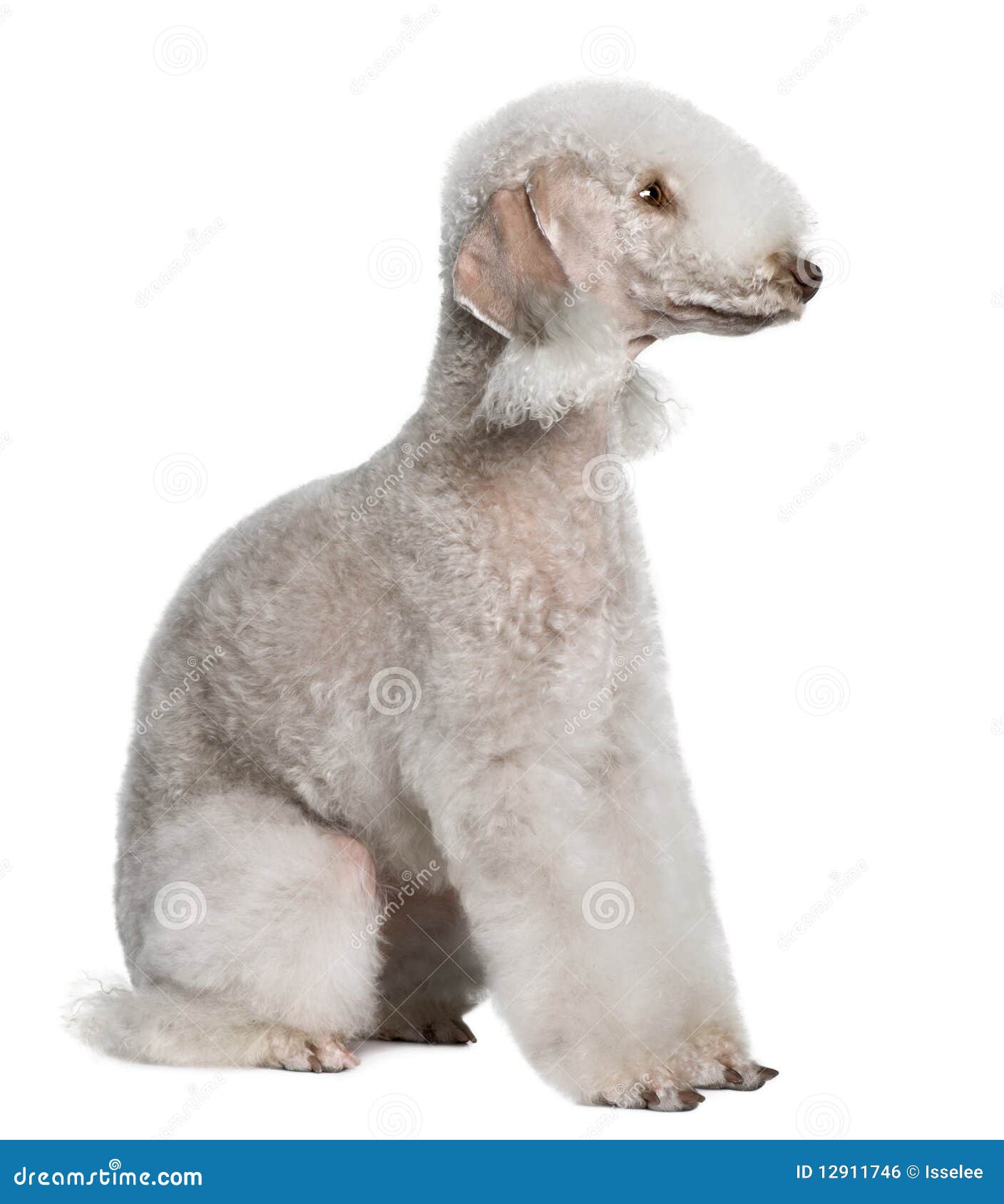 profile of bedlington terrier, sitting