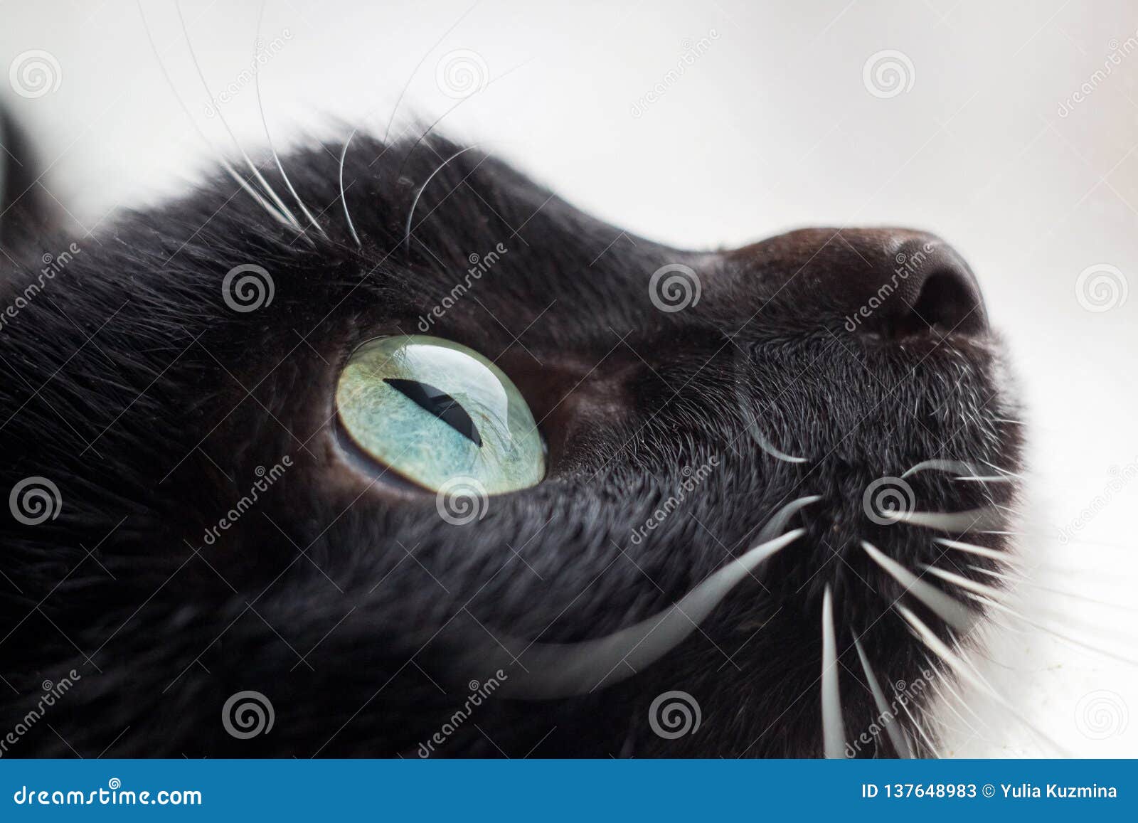 Profile Of A Black Cat Stock Image Image Of Domestic Profile Of A Black Cat Stock Image Image Of Domestic
