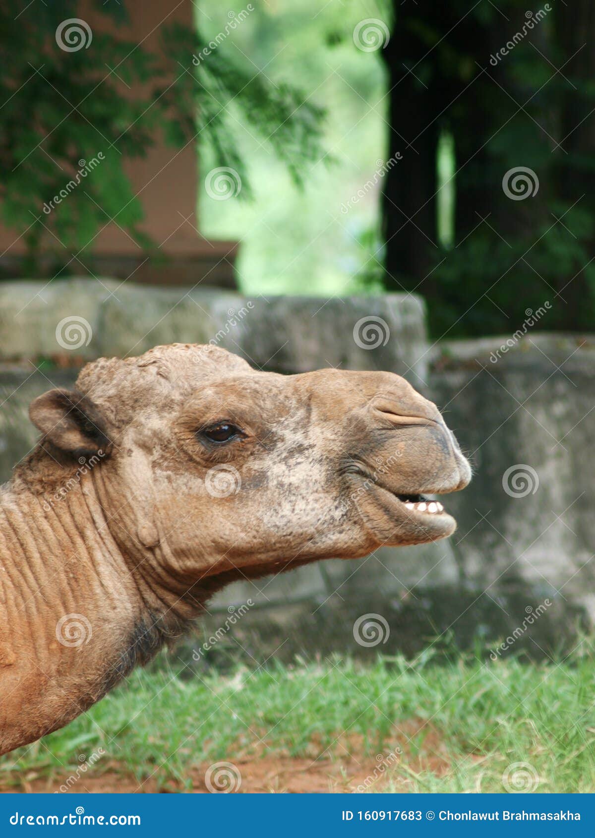 Profile of a Brown African Camel in a Zoo Stock Image - Image of funny ...