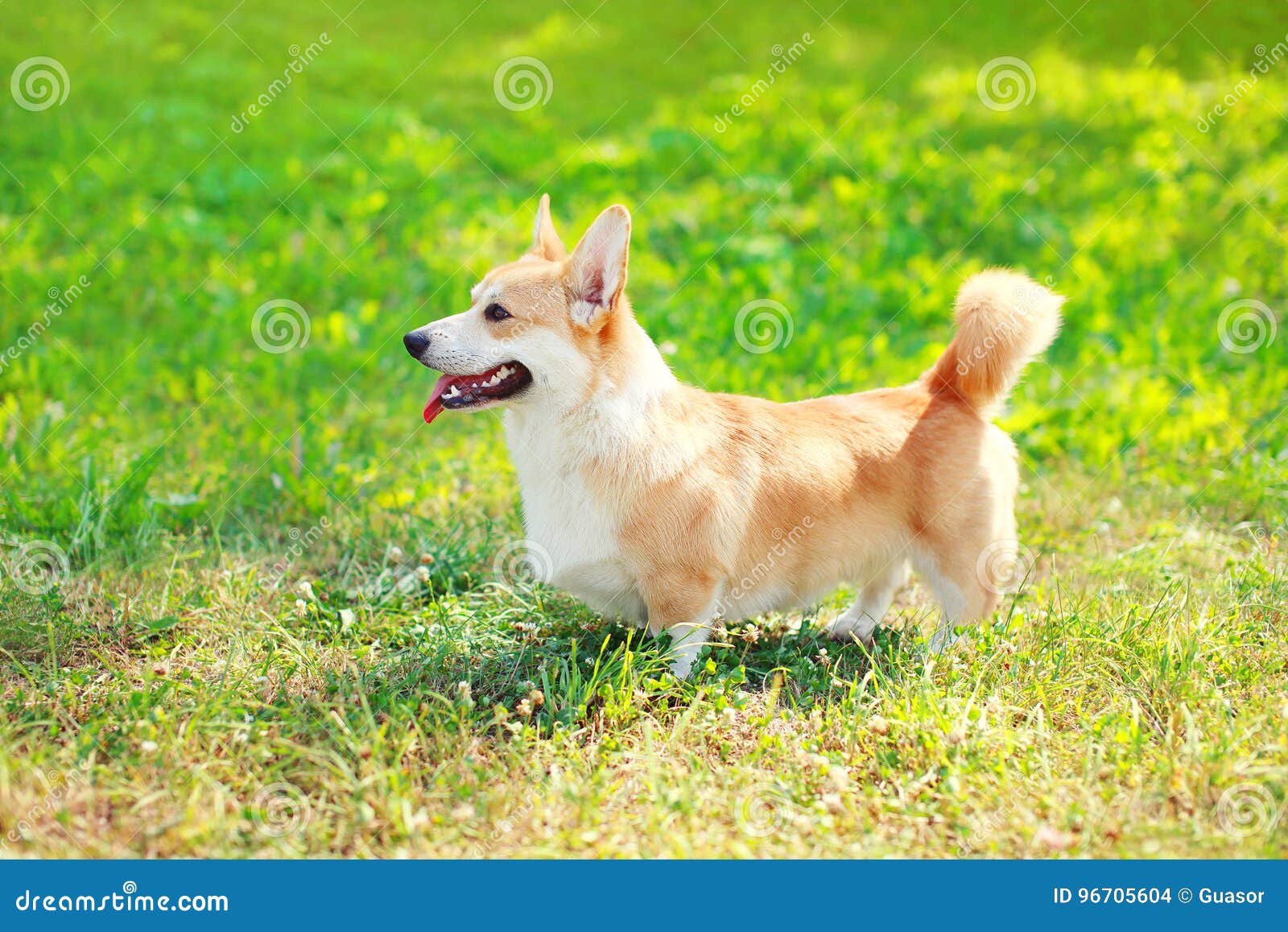 Profile Portrait Of Funny Welsh Corgi Pembroke Or Cardigan With