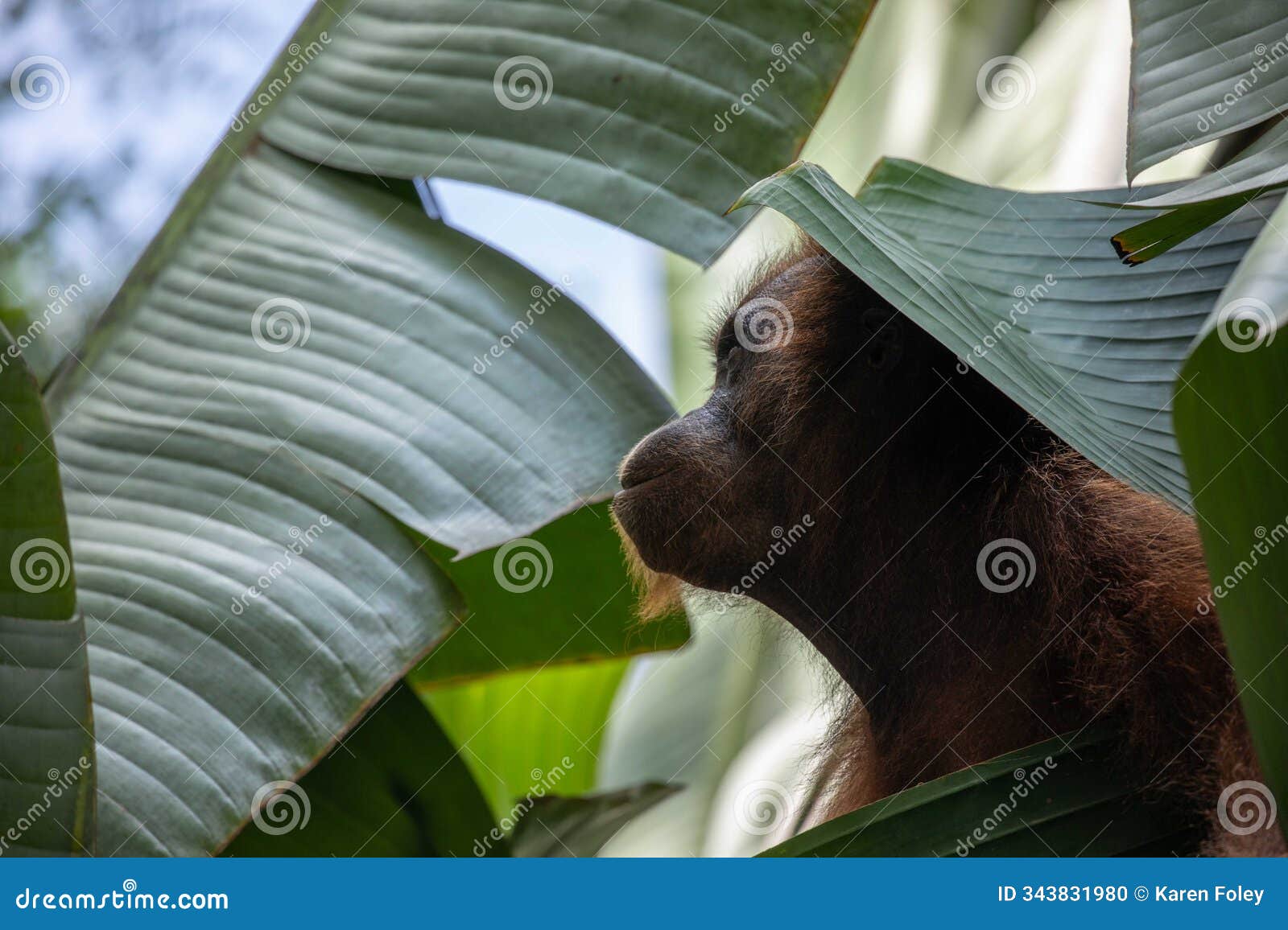 profile of female orangutan