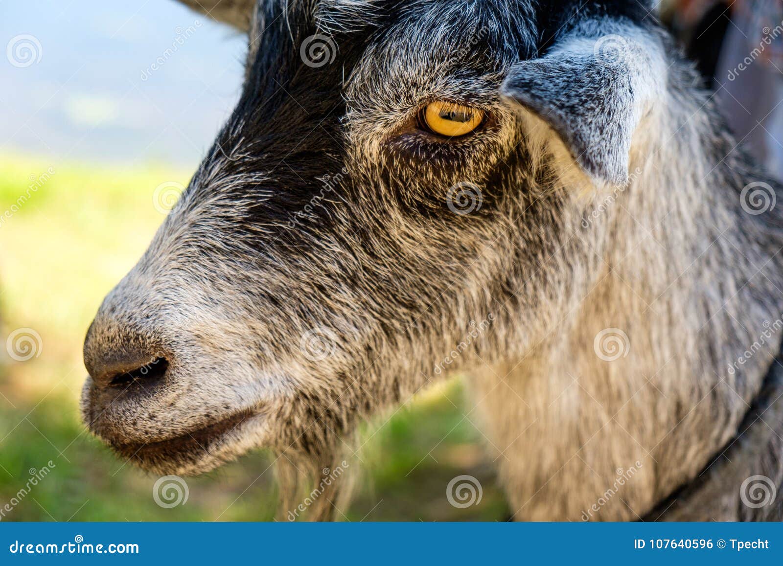 Profile of a Goat stock photo. Image of profile, portrait - 107640596 Profile of a Goat stock photo. Image of profile, portrait - 107640596