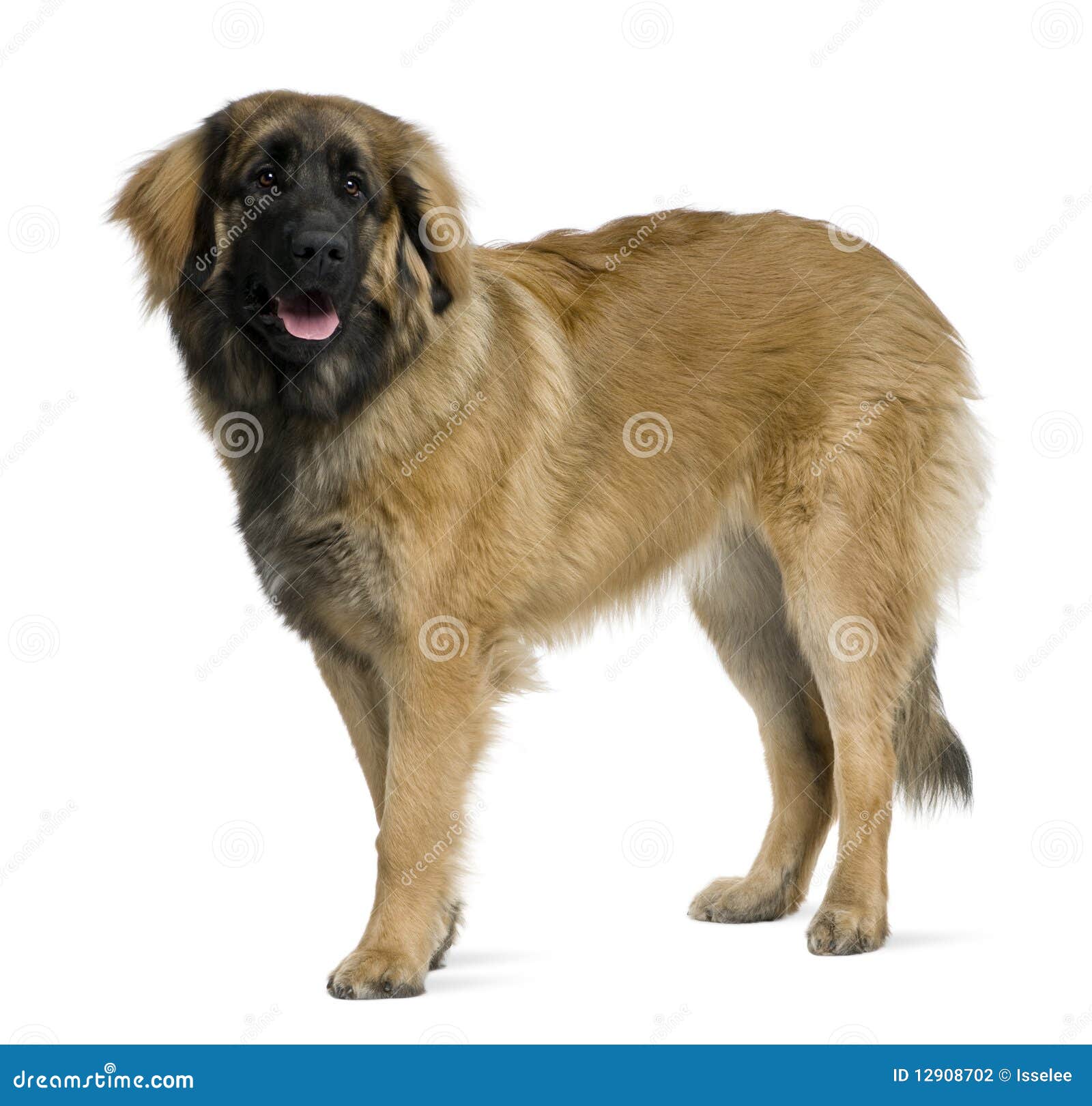 Standing Dog Profile Images – Browse 11,376 Stock Photos, Vectors