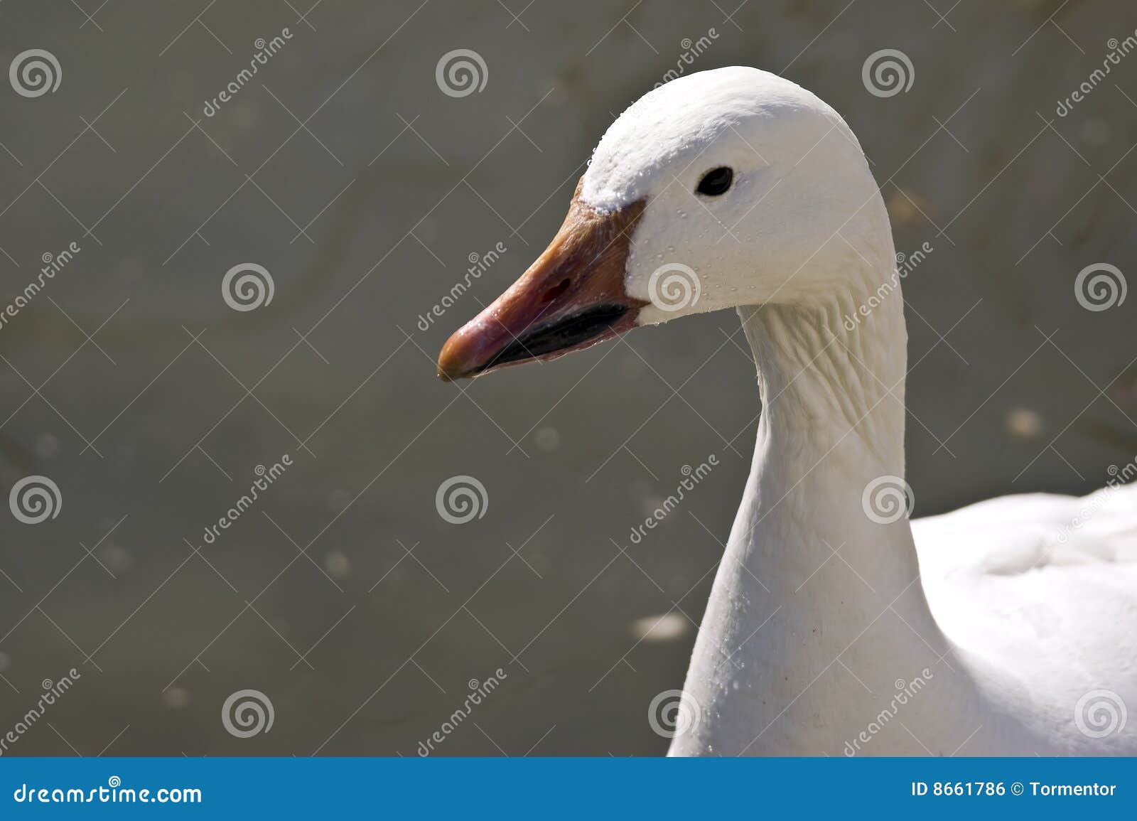 profile of a lesser snow goose (chen caerulescens)