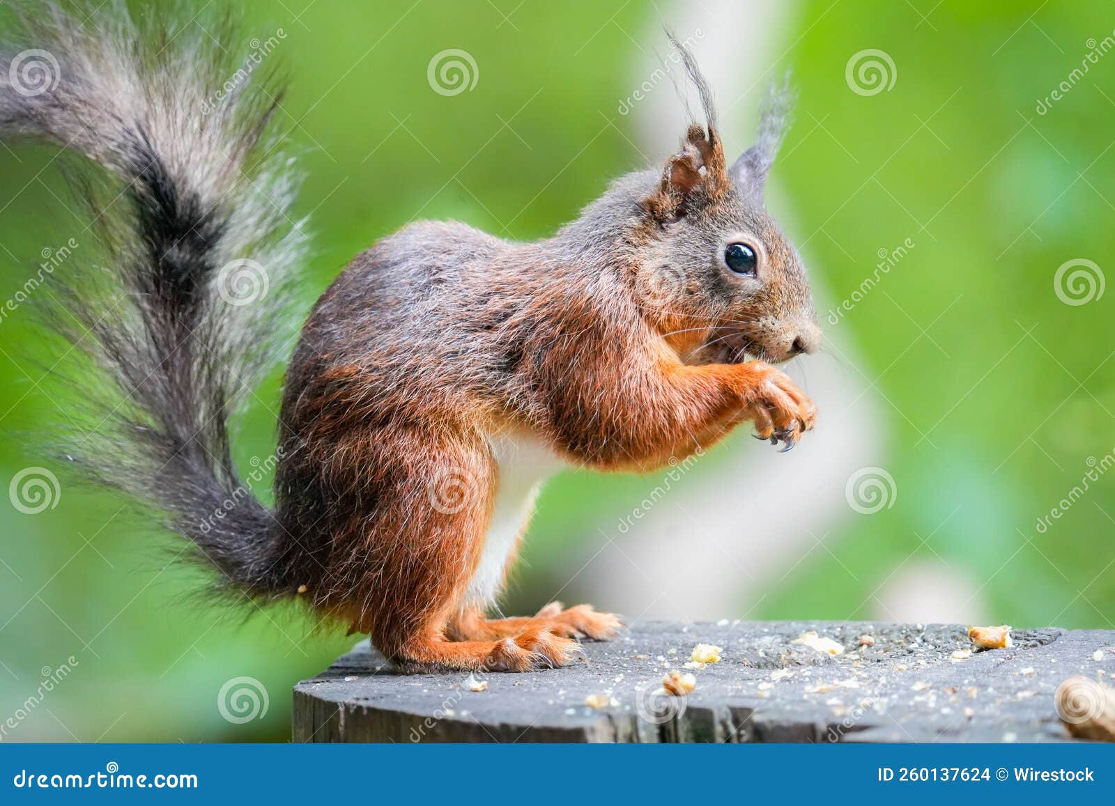 Profile Macro View of a Mount Graham Red Squirrel Eating while Standing