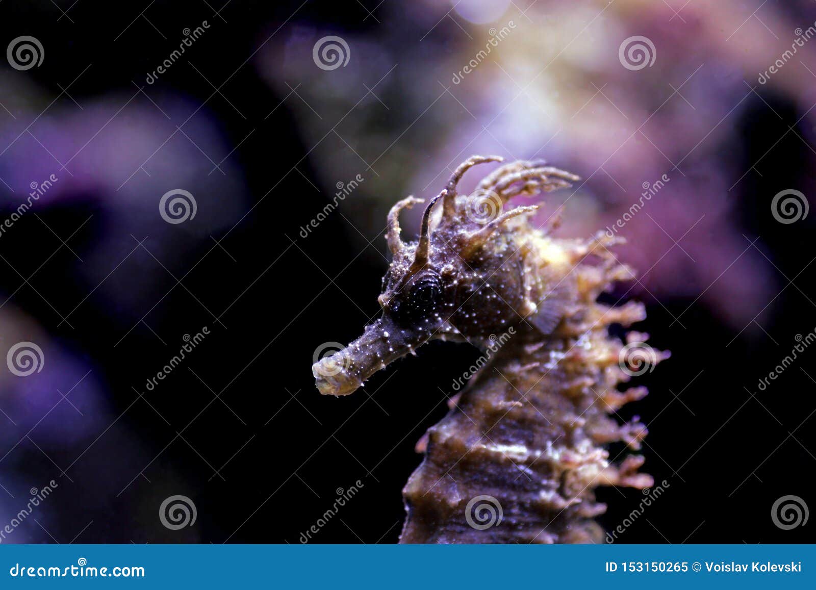 profile of mediterranean seahorse in saltwater aquarium tank - hippocampus guttulatus