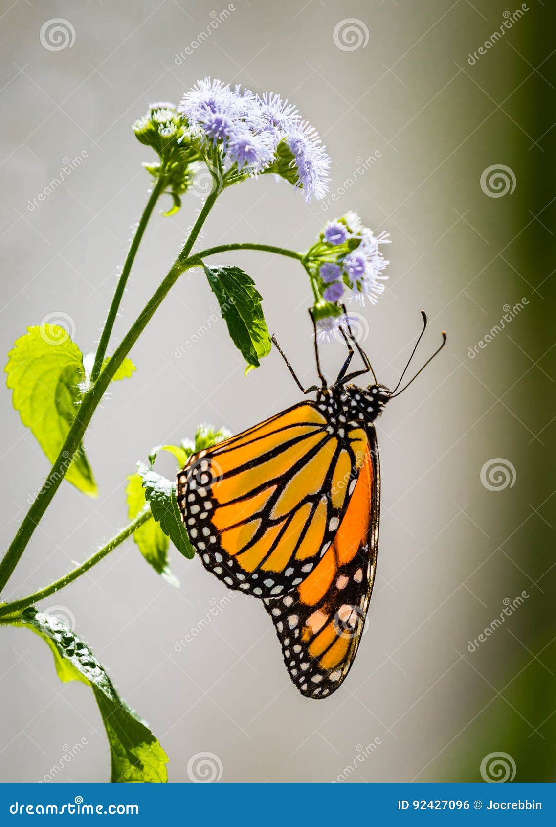 Profile of Monarch Butterfly Eating Stock Photo Image of natural