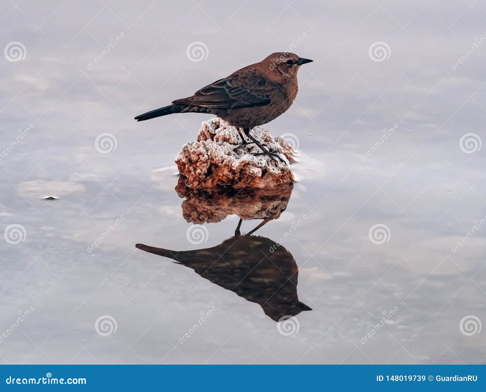 Profile Photo of a Dipper Bird on a Rock with Mirror Reflection in