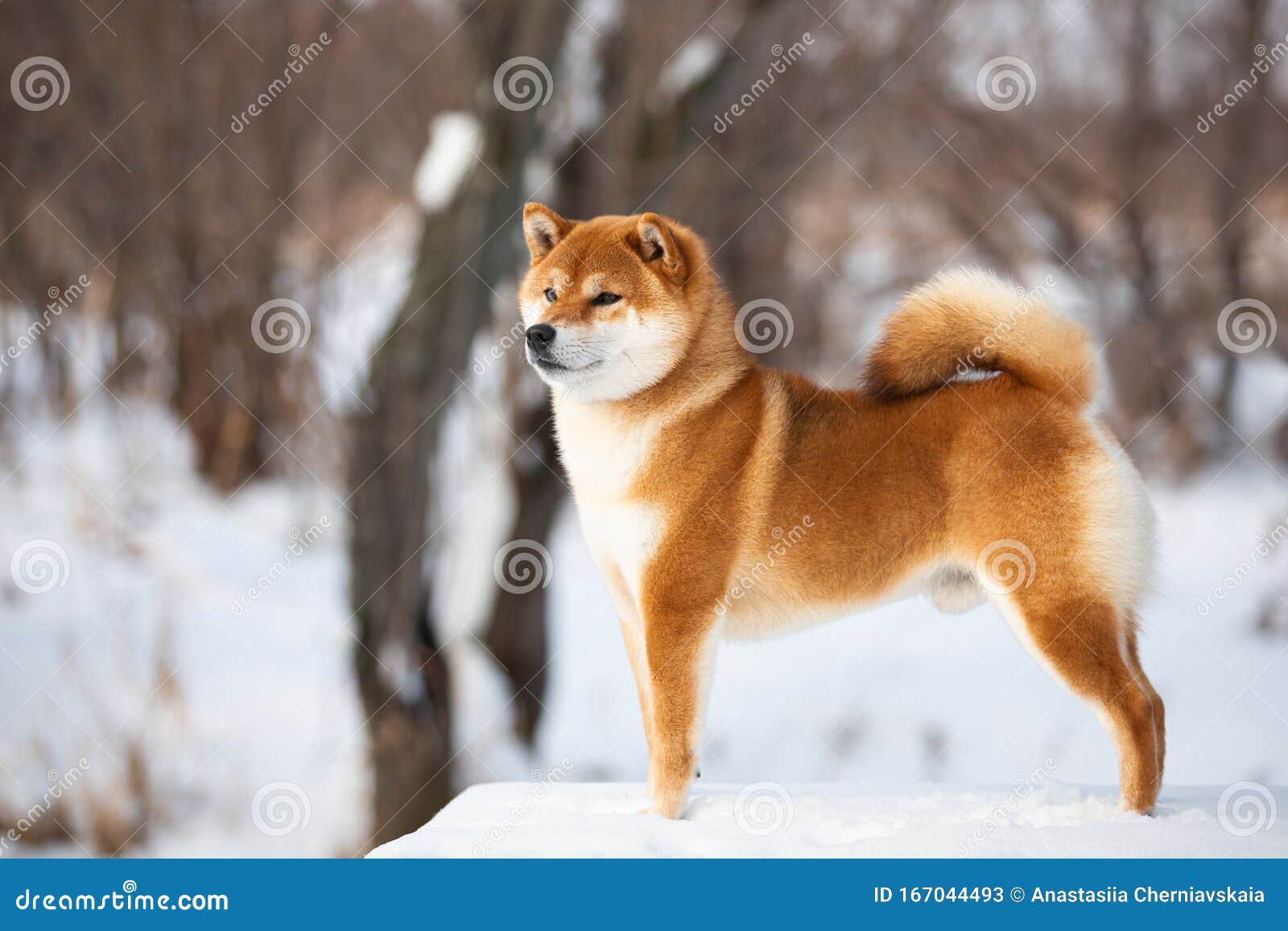 shiba inu winter