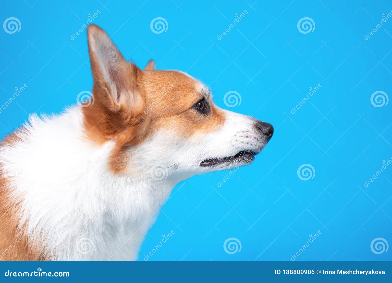 Profile Portrait Of Funny Welsh Corgi Pembroke Or Cardigan With