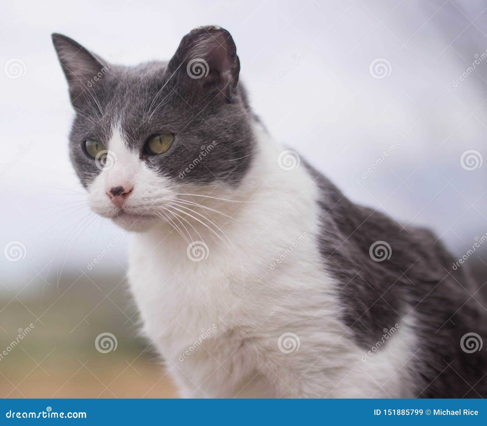 Grey And White Cat Portrait Stock Image - Image Of Outdoor, Outside:  151885799