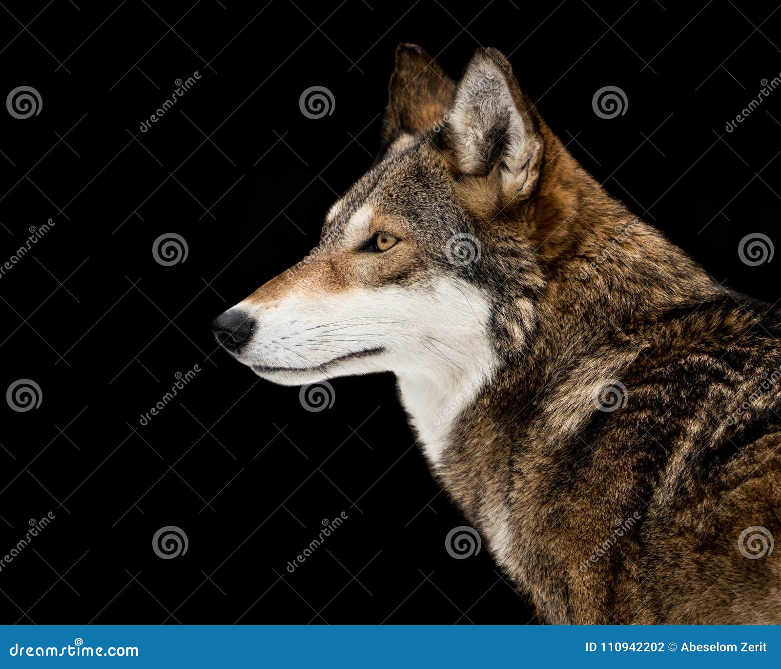Red Wolf stock photo. Image of wolf, nature, animal 110942202