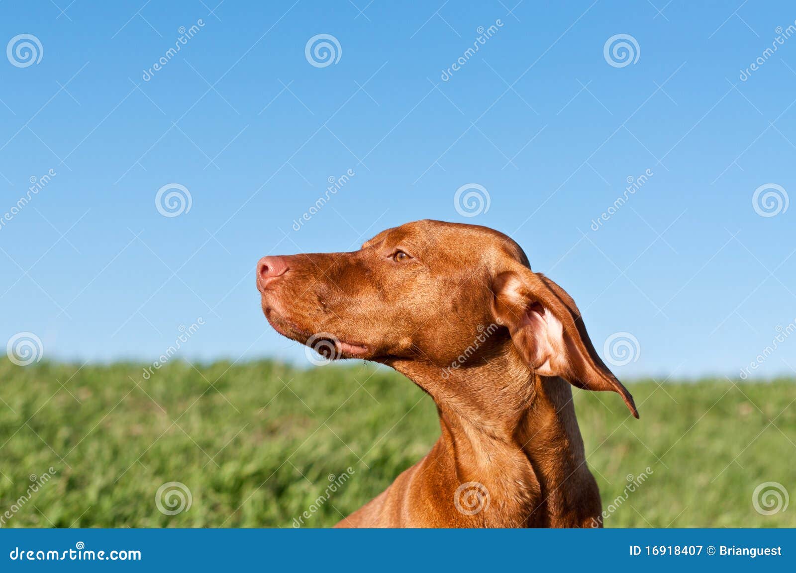 profile portrait of a sunlit vizsla dog
