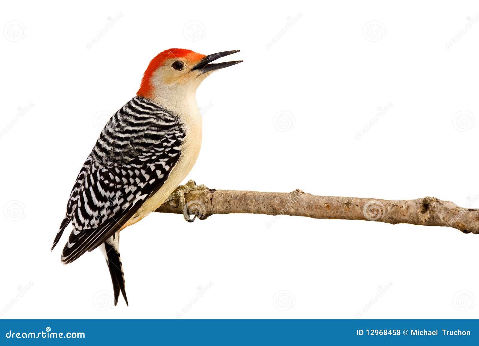 profile of red-bellied woodpecker with beak open