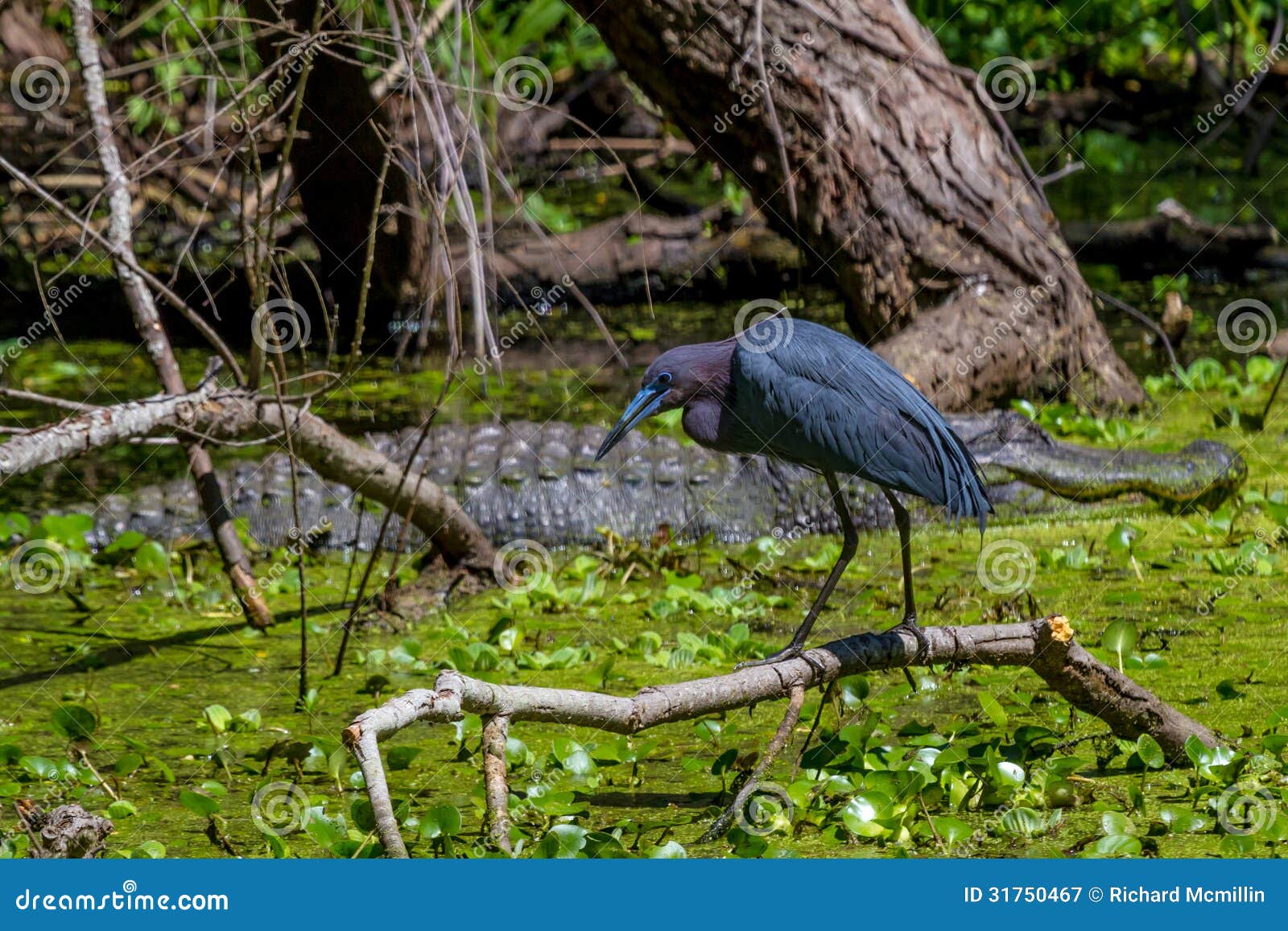 profile shot of a little blue heron (egretta caerulea) in front of a giant wild alligator in texas.